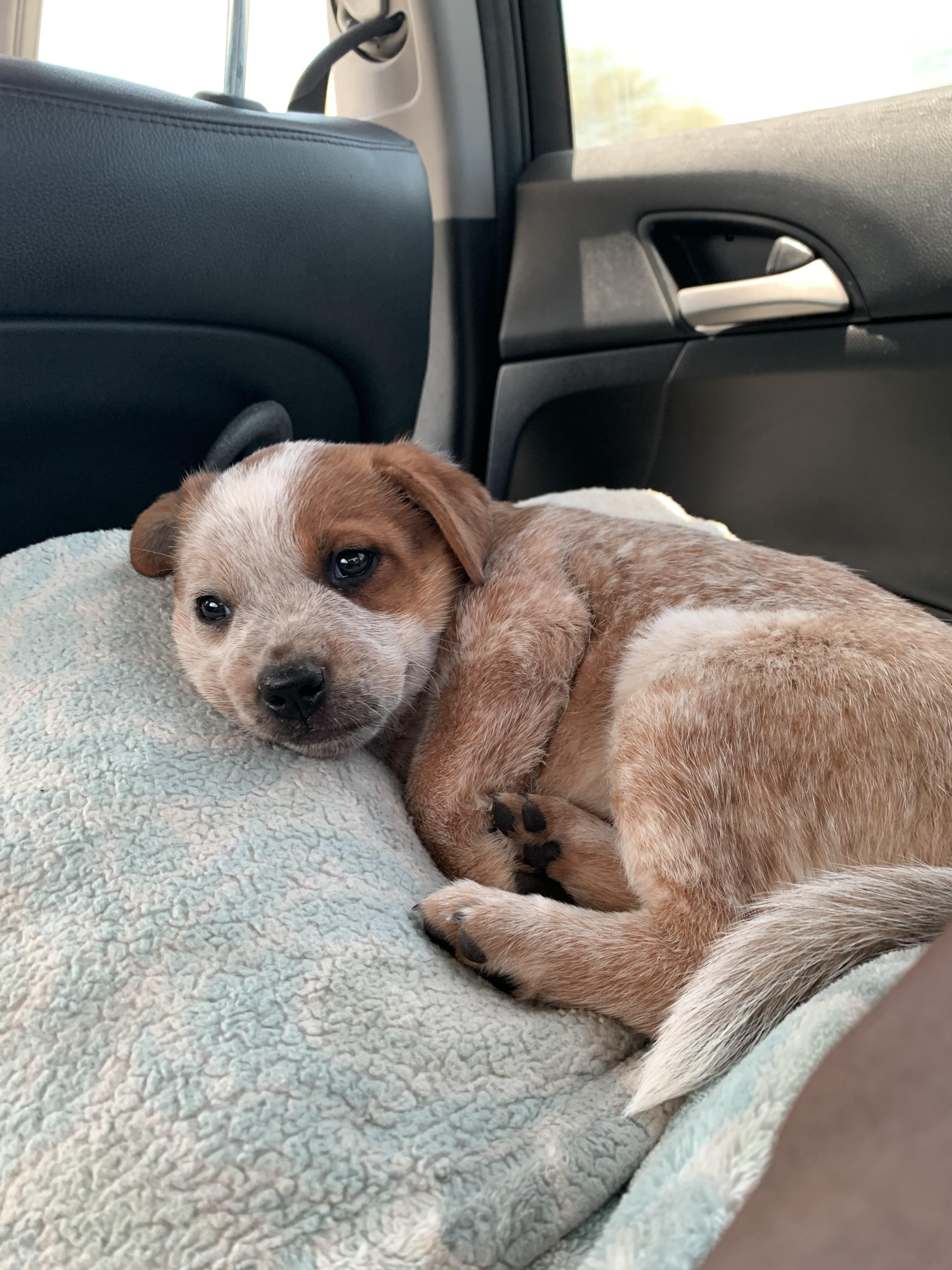 Meet The New Binkybunny: Gingersnap! - hj7cj6k