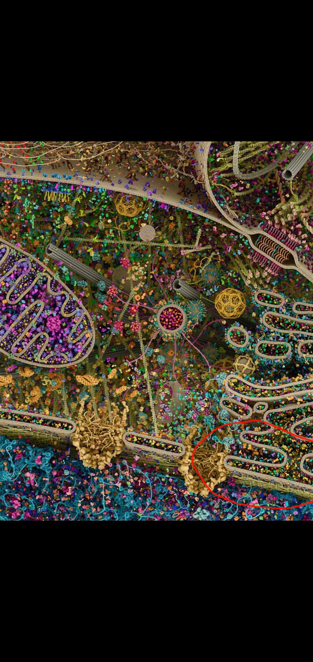 Everyone: Here is the most detailed model of a human cell to date - wow ...