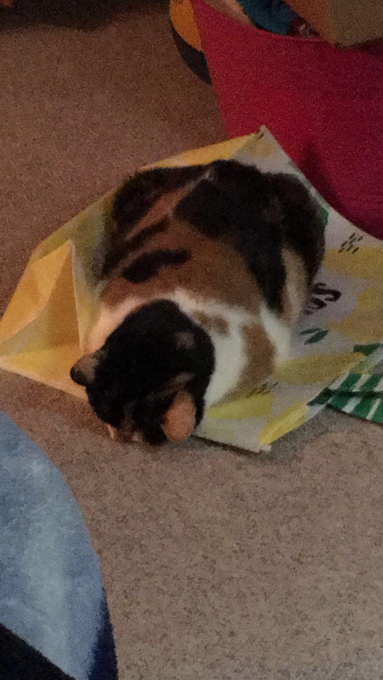 Expensive cat bed? No, thanks, this JoAnn Fabrics bag is perfect
