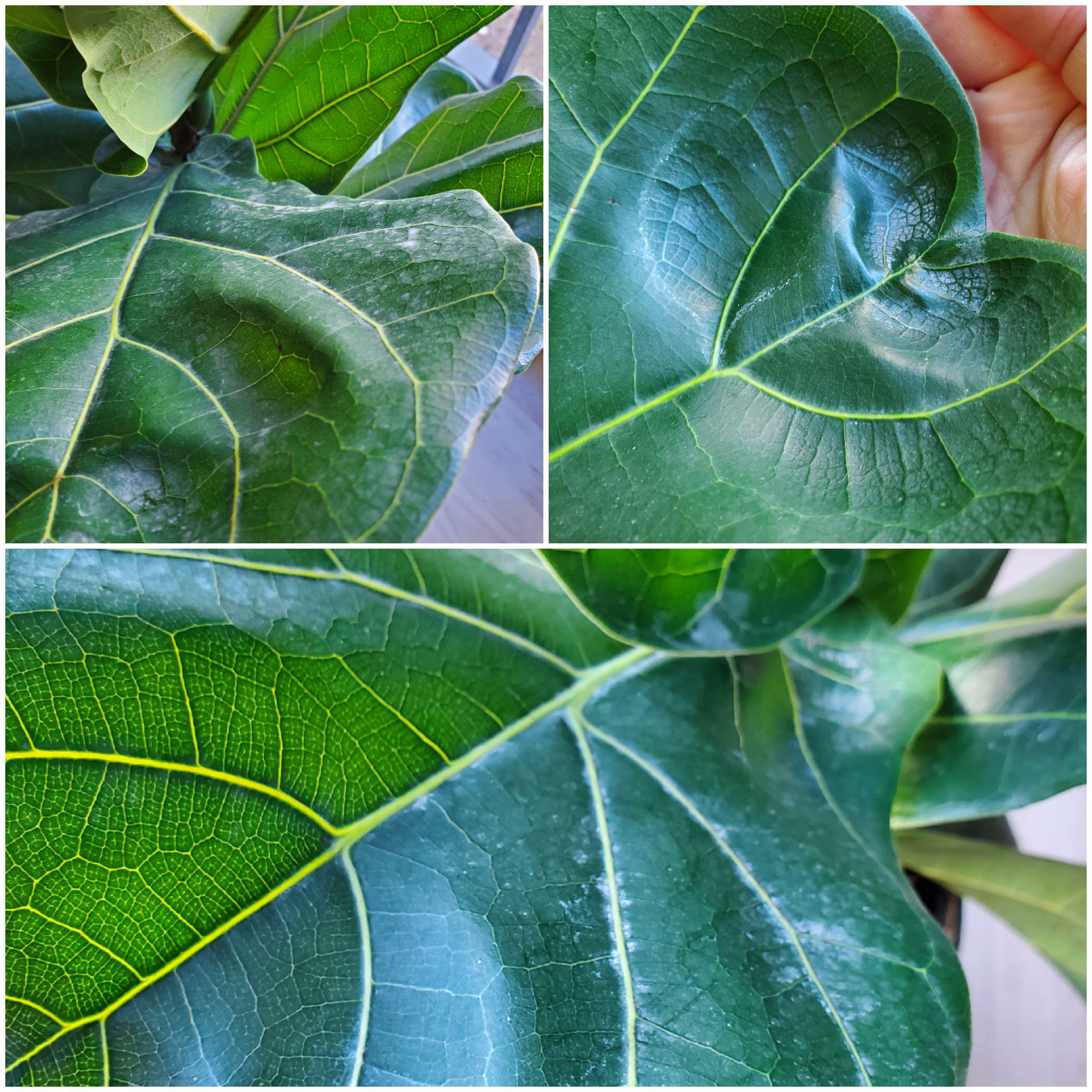 Fiddle leaf fig white powdery stuff on all leaves. It was very dusty