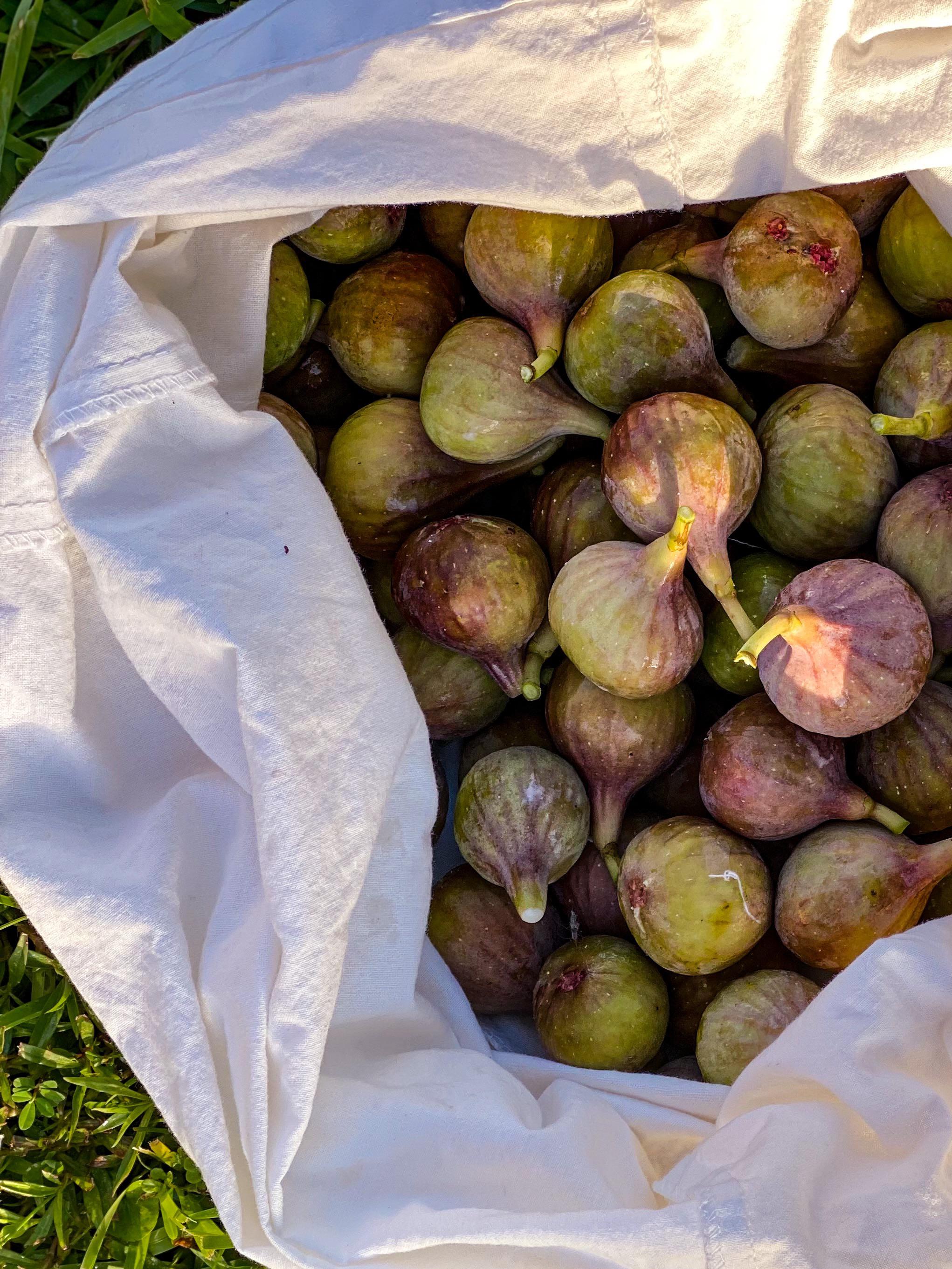 Fig Season has officially begun in South Louisiana Scrolller