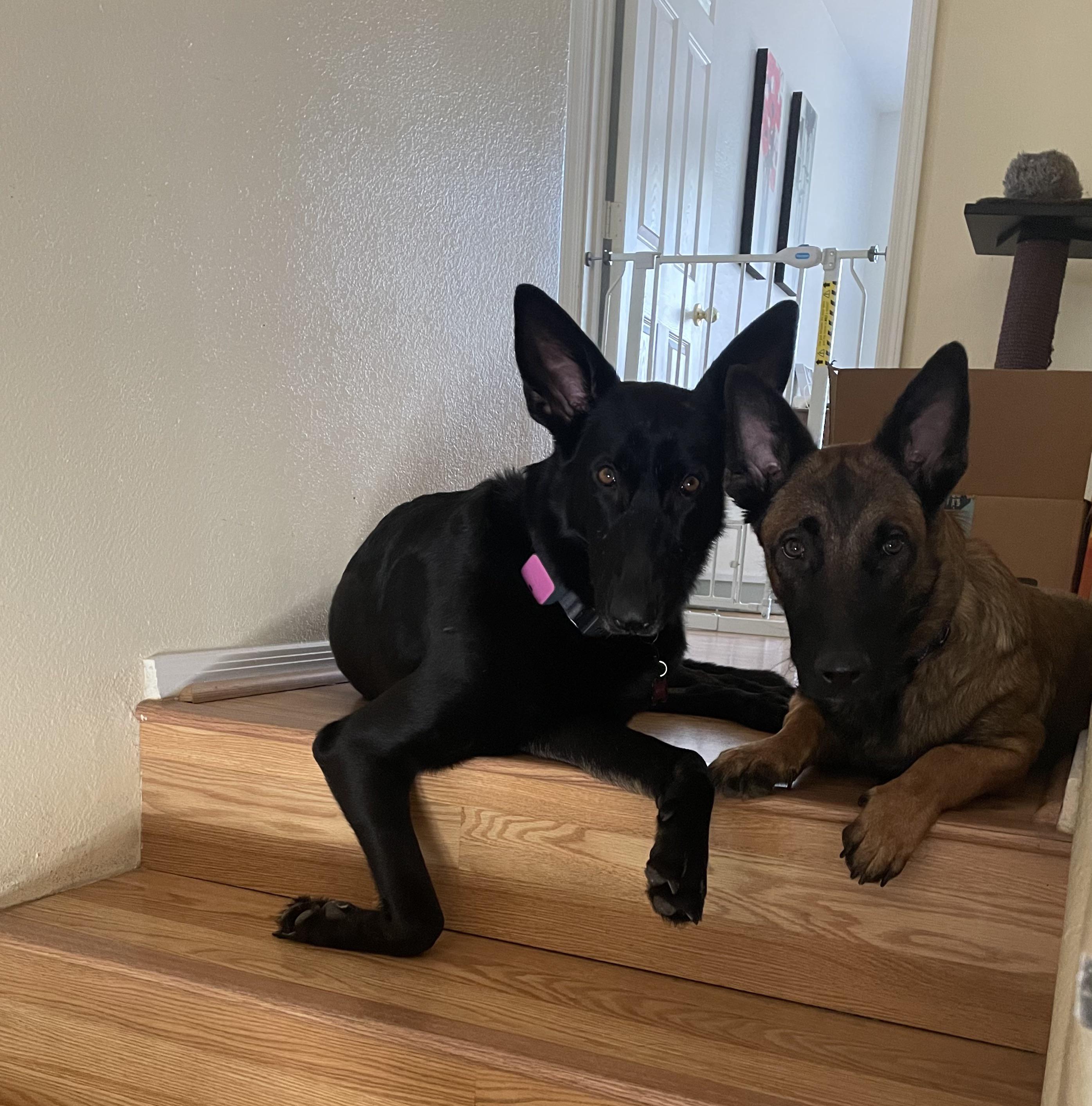 Foster mal Drew and my shepherd are stair guards | Scrolller