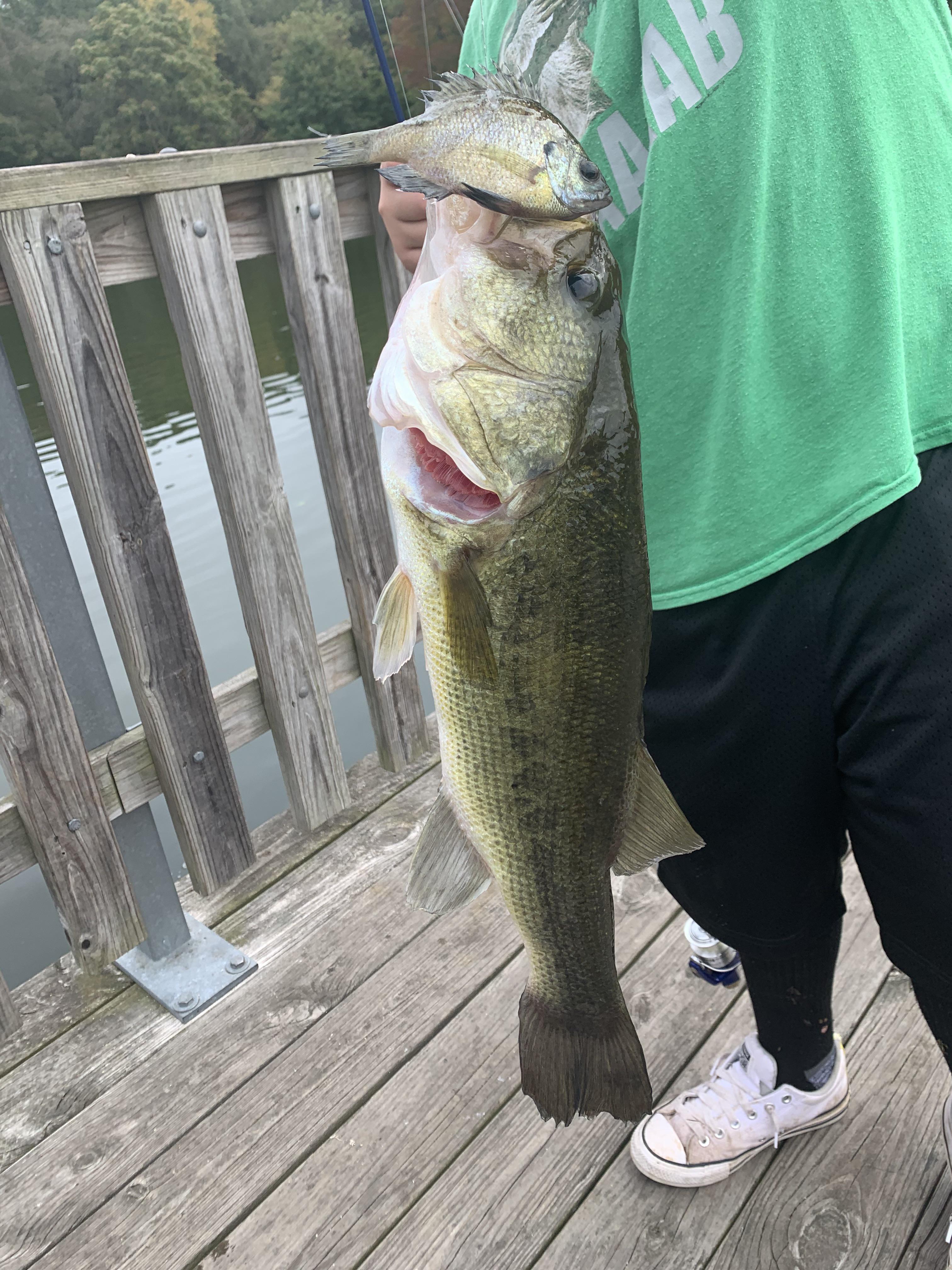 Four pounder I caught | Scrolller