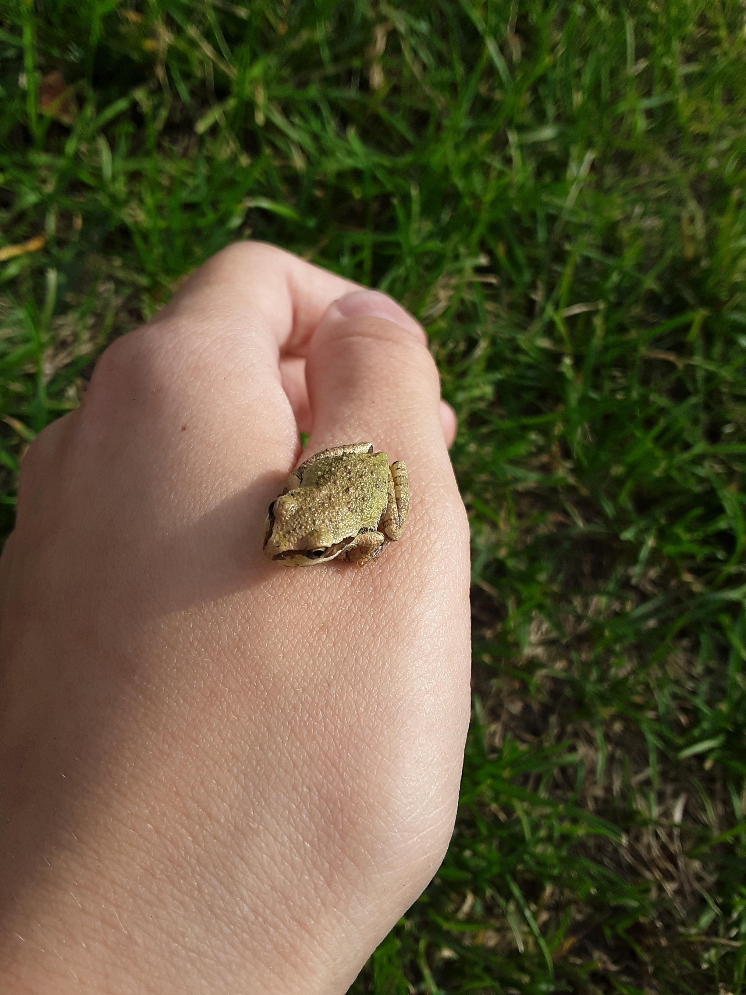 Lewd Froggo - 3qd2s0q