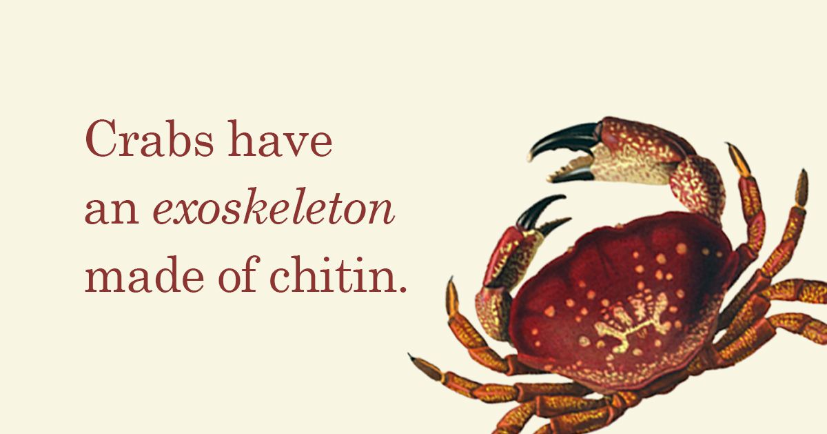 Fun fact: Crabs do not have skeletons or bones inside their bodies ...