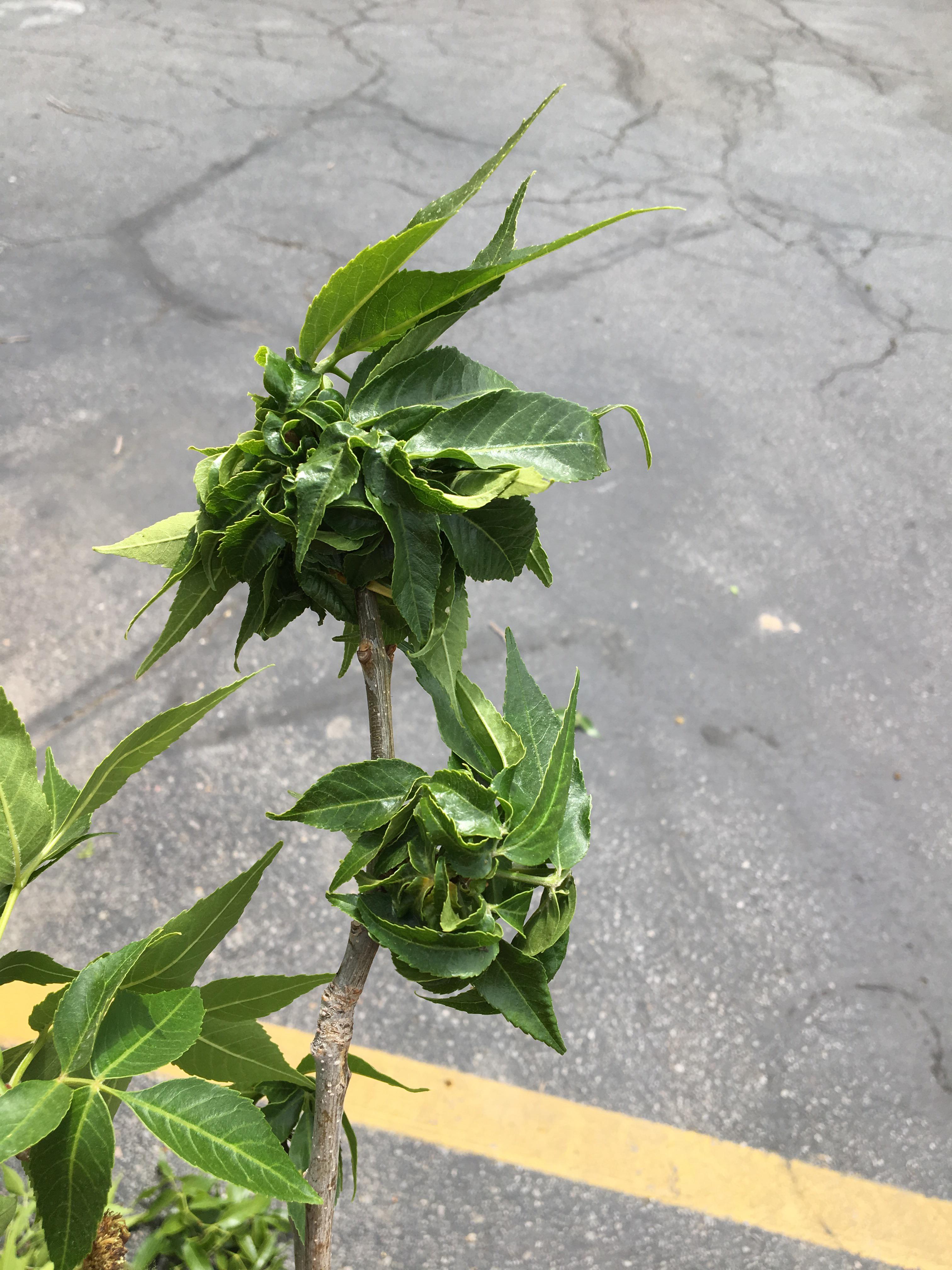Green ash leaves look like they’re melting together ash verticillium