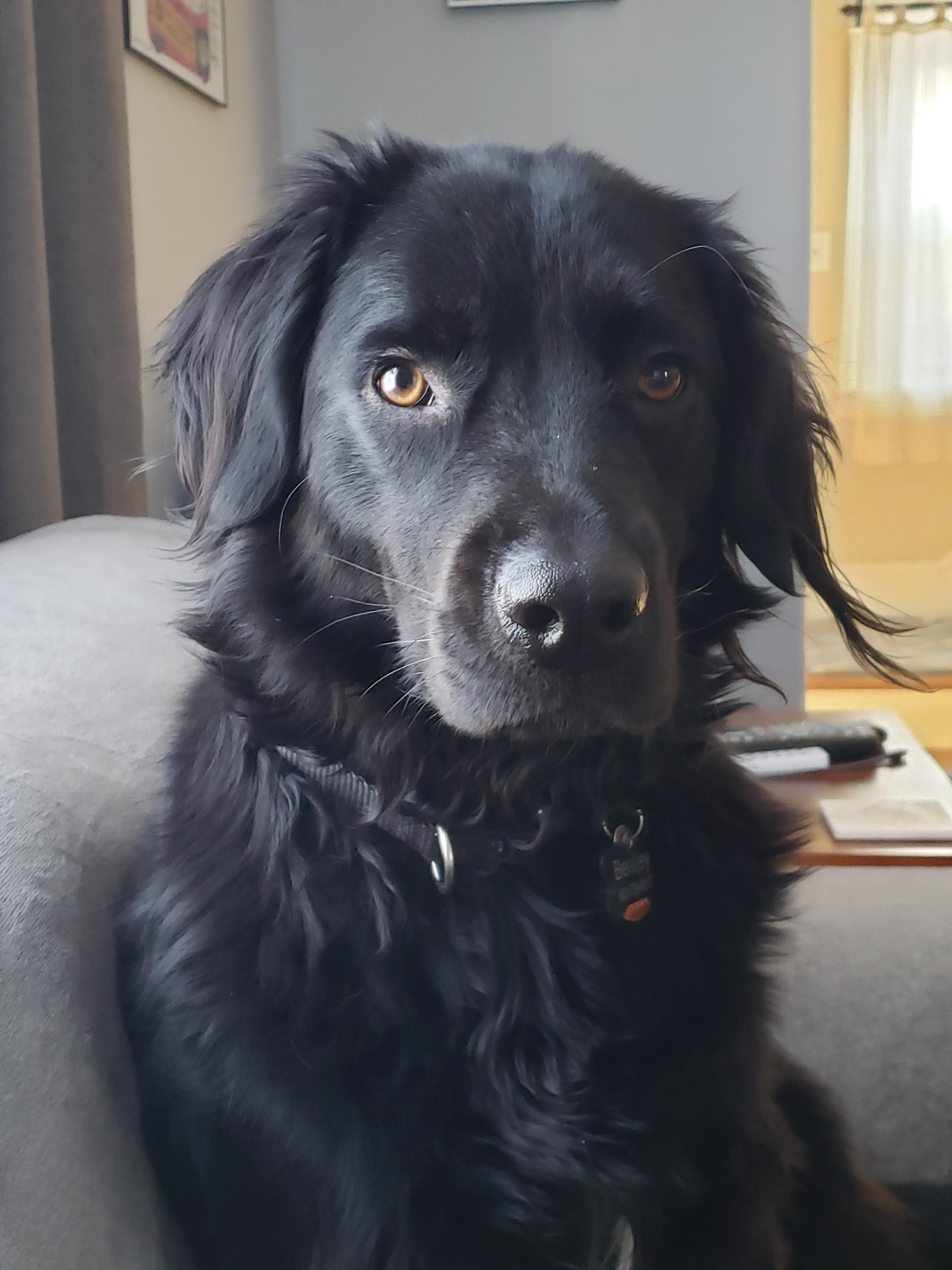 Grooming tips for flat coat mix? Scrolller