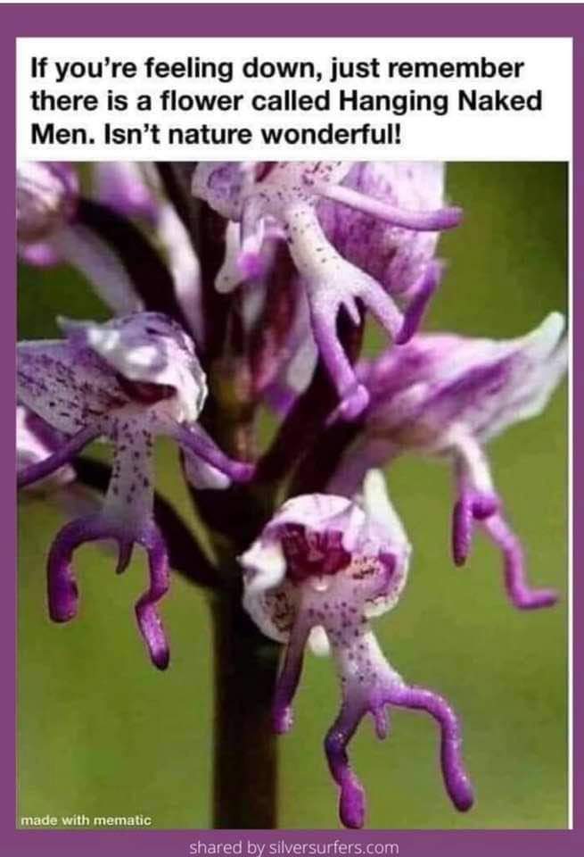 Hanging naked men Scrolller