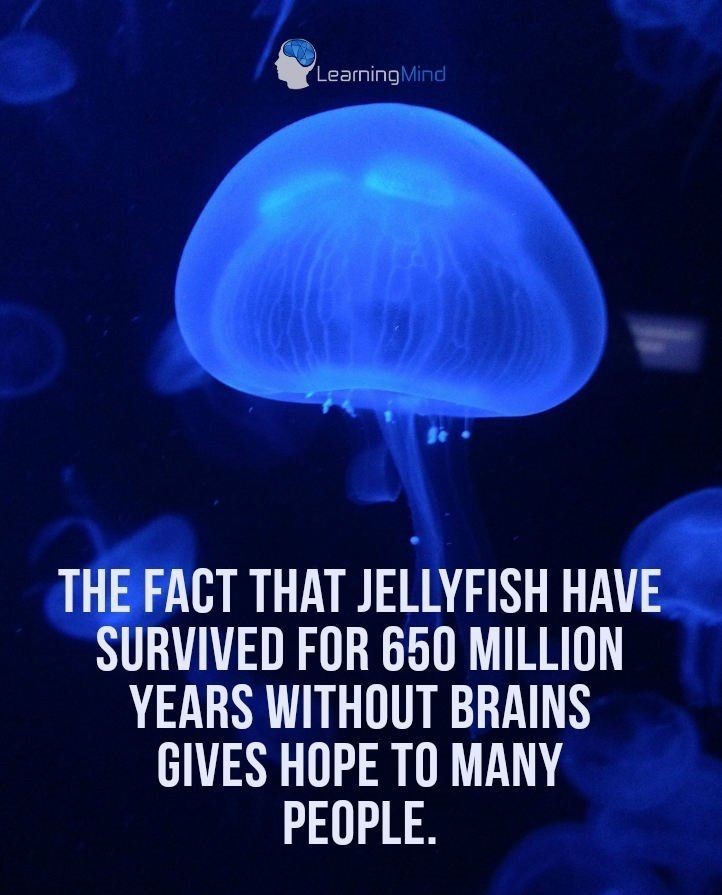 Have A Nice Day Everyone Remember To Worship The Jellyfish At Least