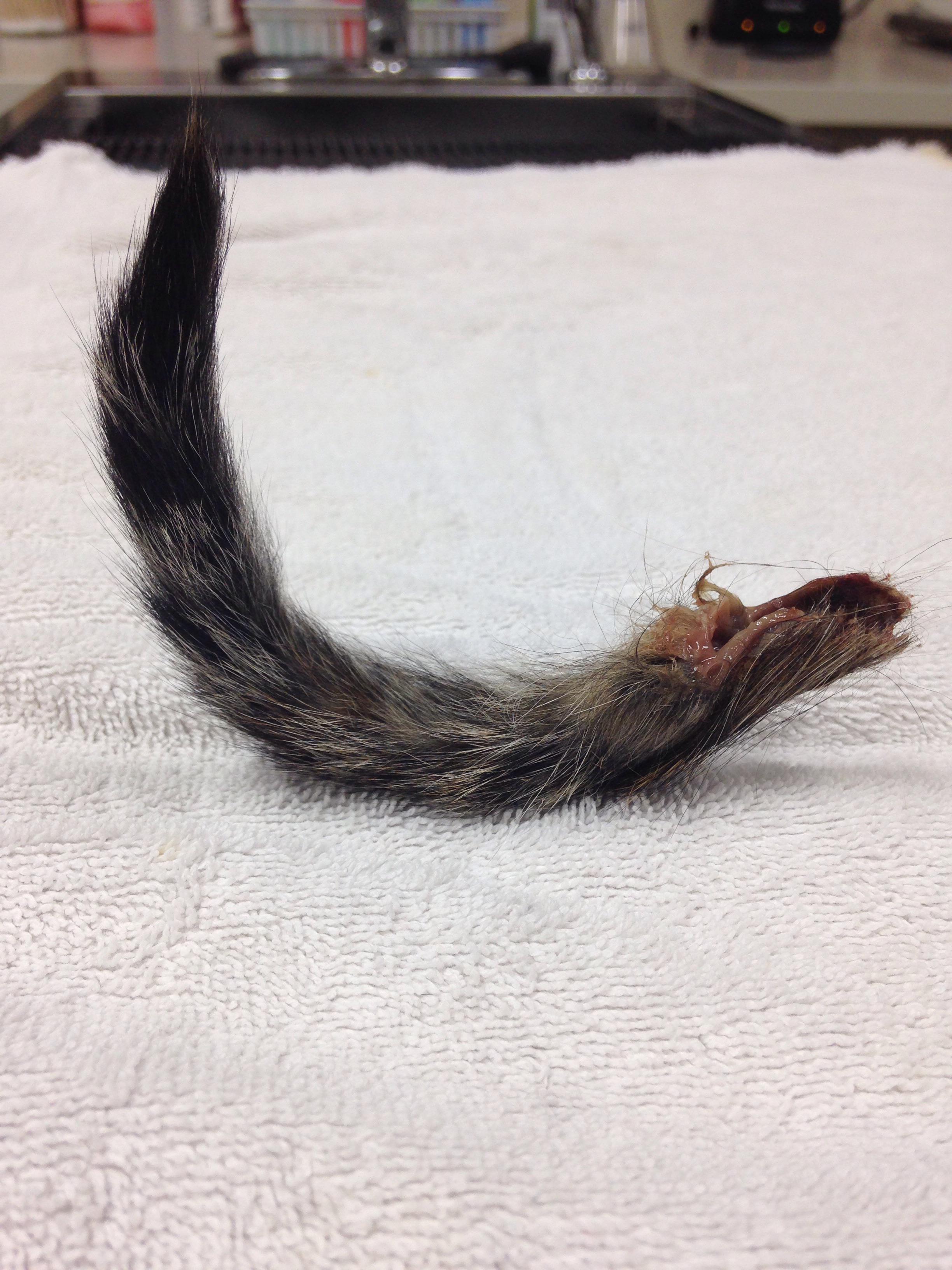 Held in place with duct tape and broken in half chop stick. Can you fix