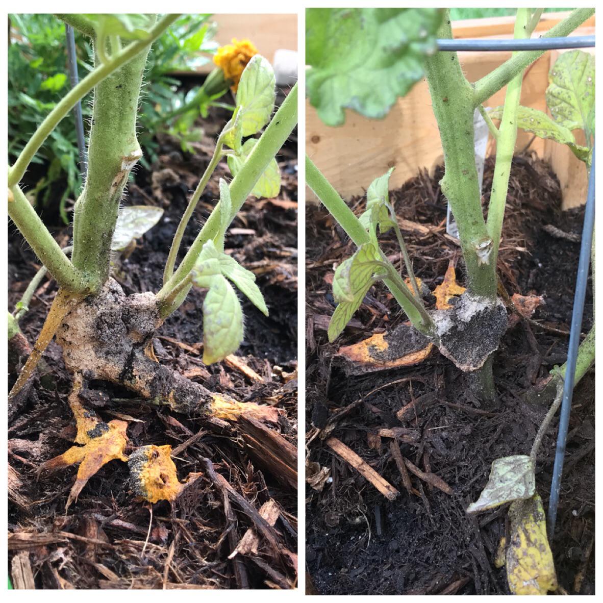 HELP Anyone Know What Is On The Base Of My Tomato Plant Same Plant Help anyone know what is on the base of my tomato plant same plant