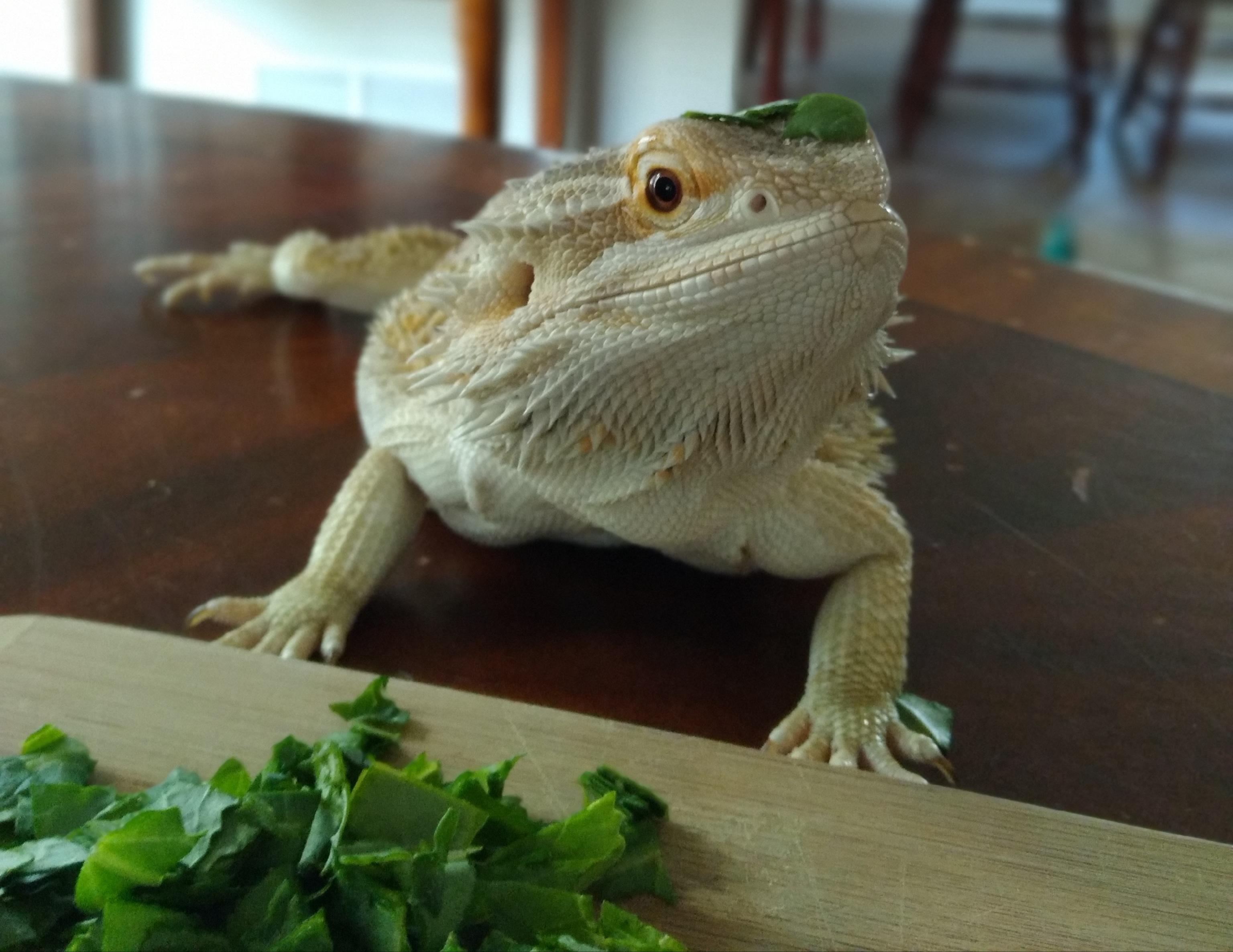 here is my bearded dragon Scrolller
