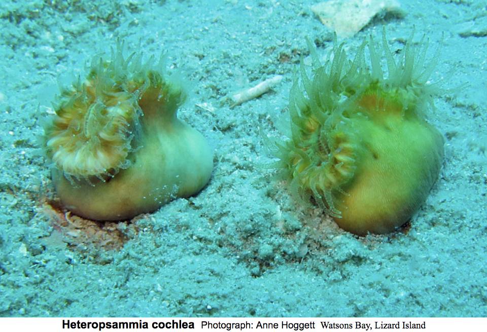 Heteropsammia cochlea is a free living species of coral in the family