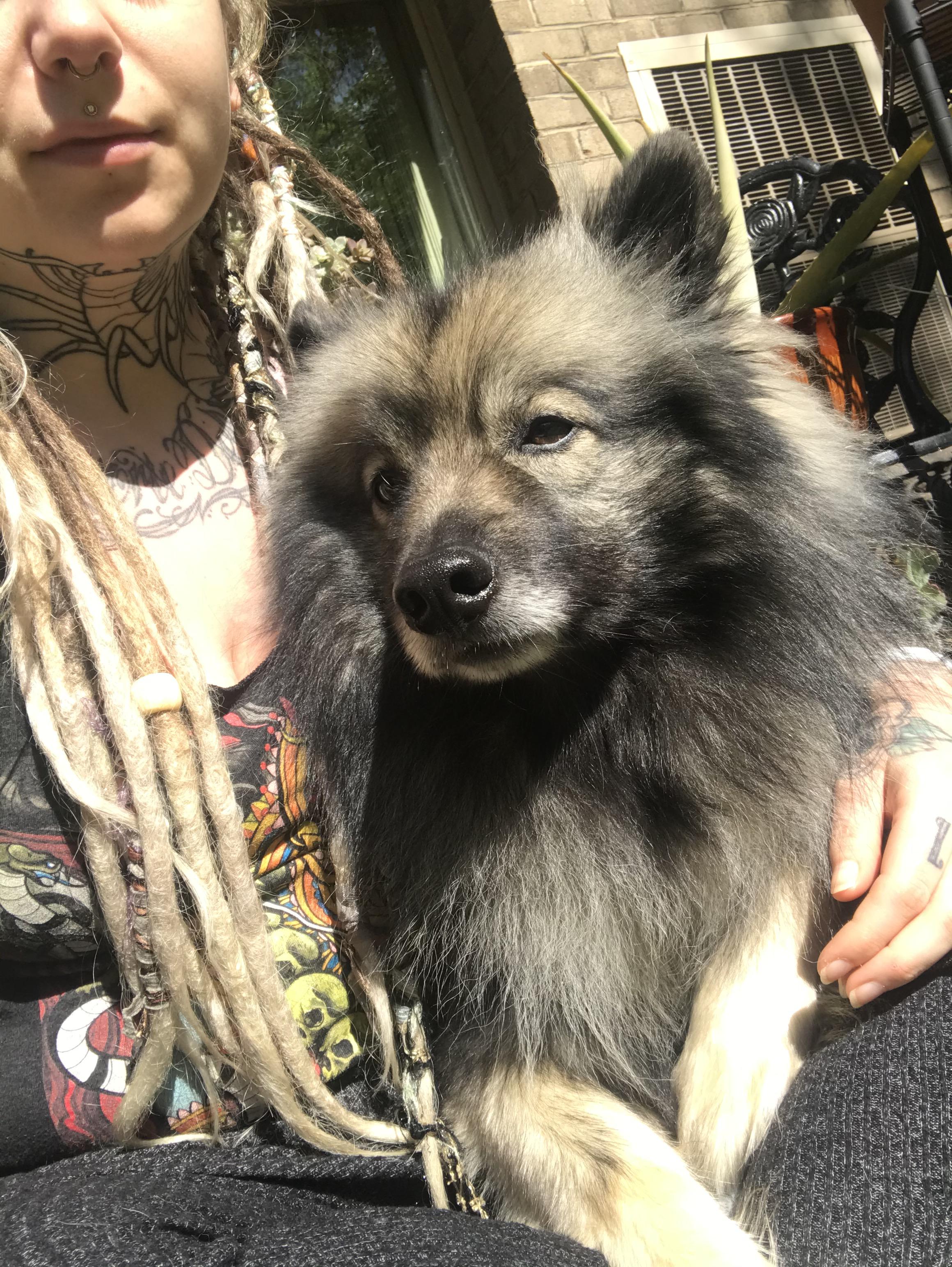 do keeshond like to cuddle