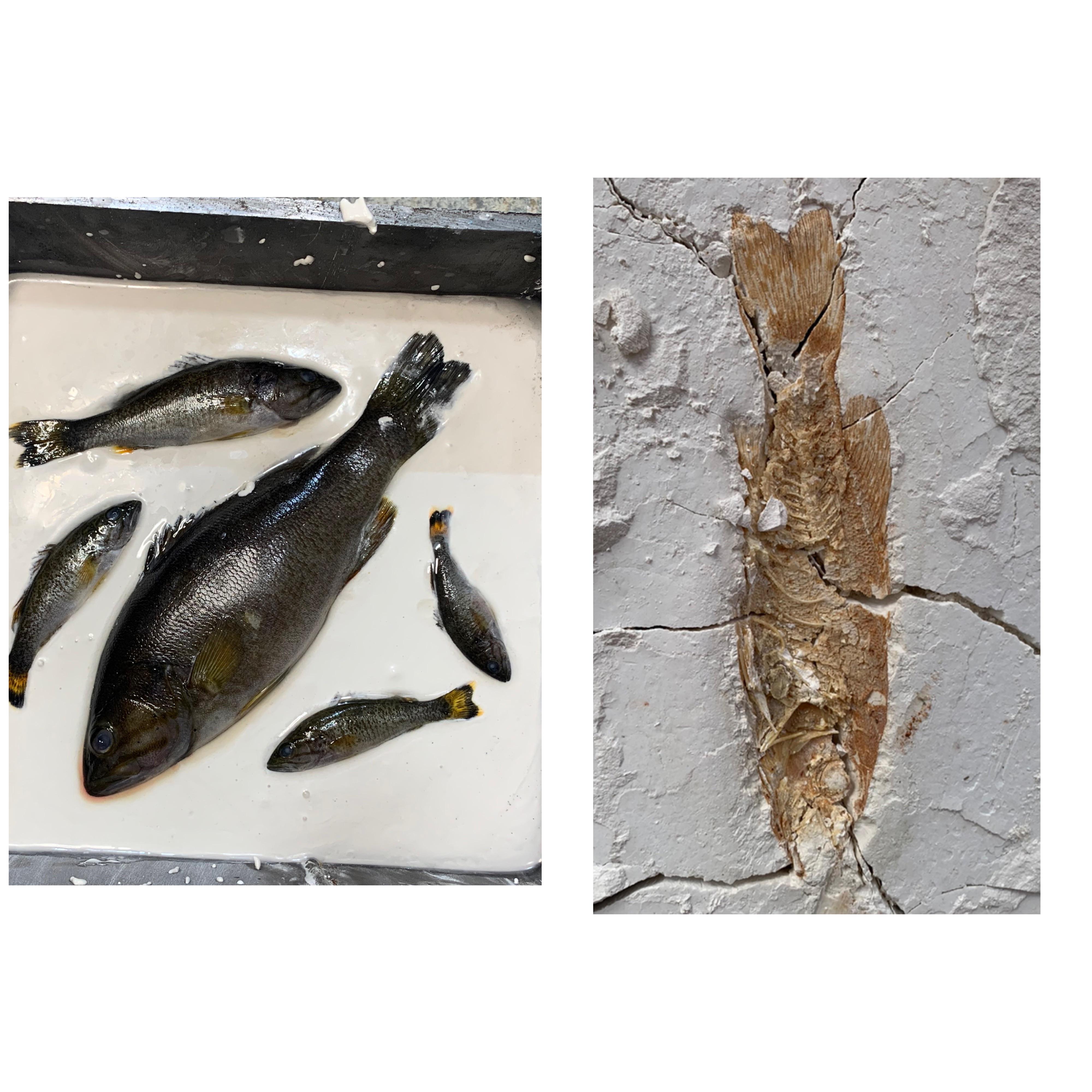 Homemade fish fossils. I’ve developed this method of making my own fish fossils. Video of how I