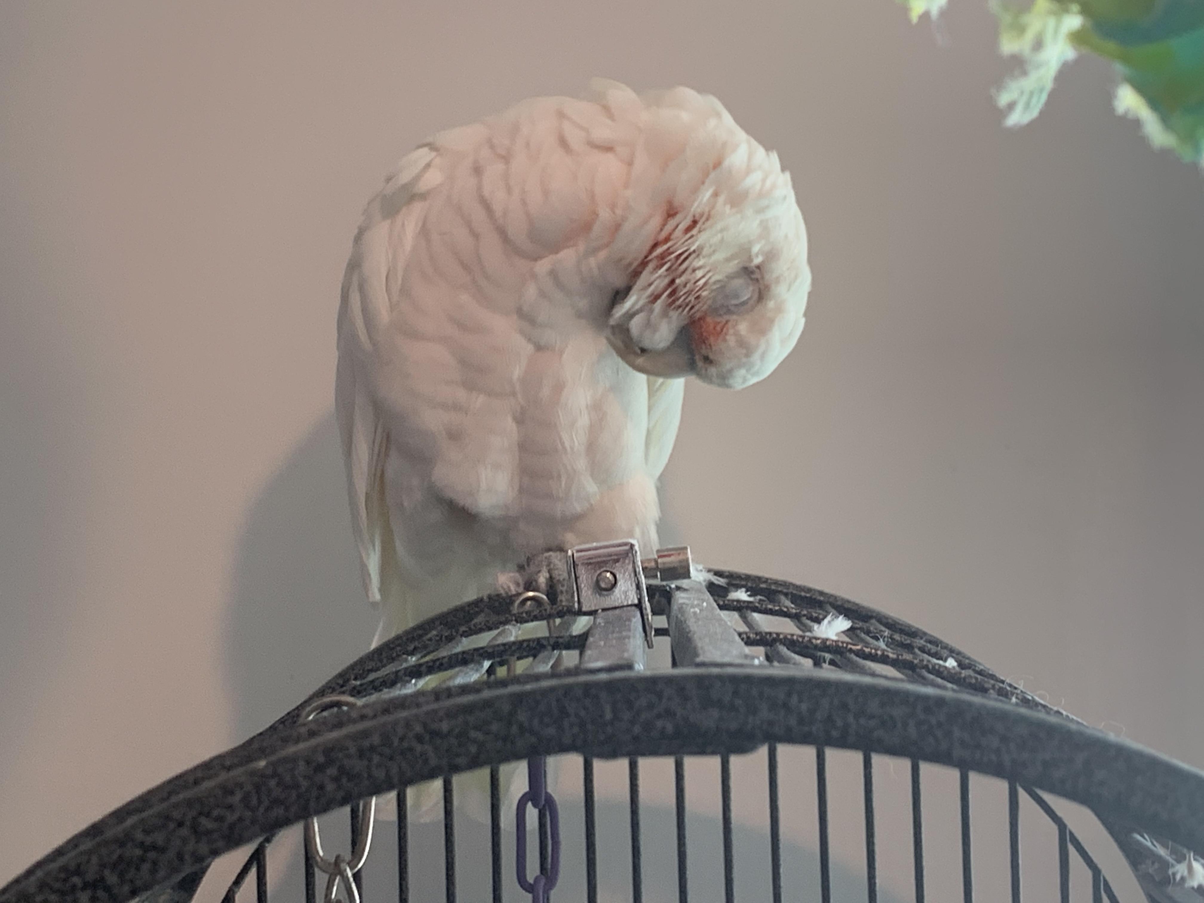 How this can be a comfortable sleeping position I’ll never know... my