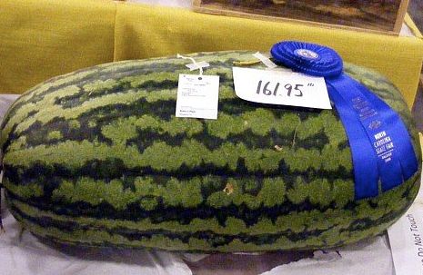HUGE melon weighs 161.95 pounds! | Scrolller