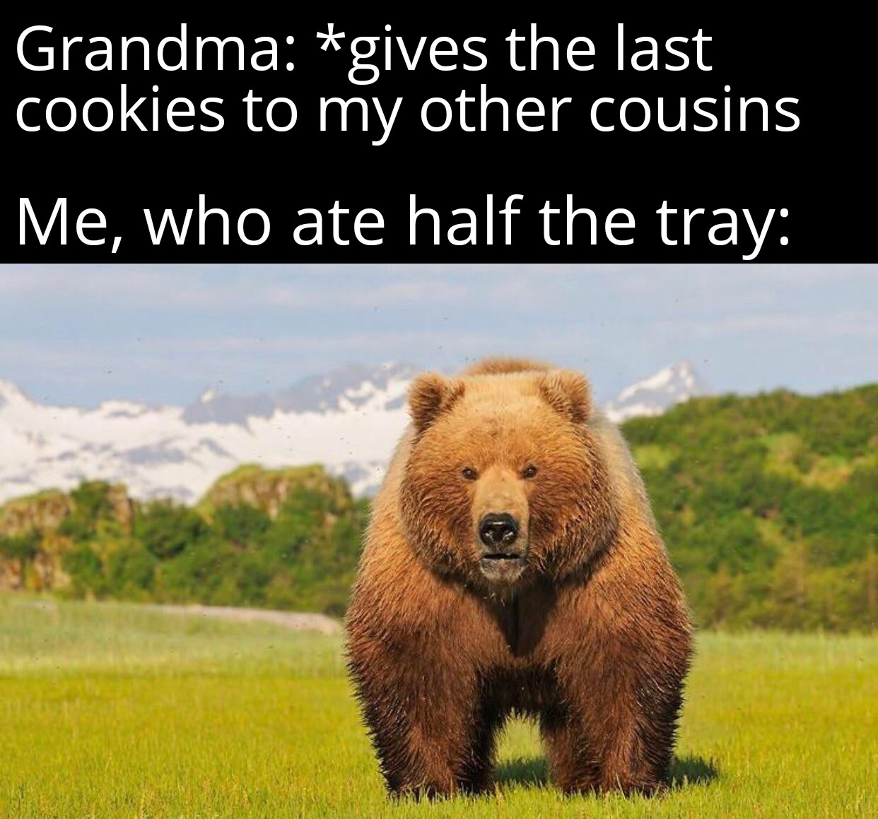 I am the apex predator of Grandma's kitchen. Scrolller