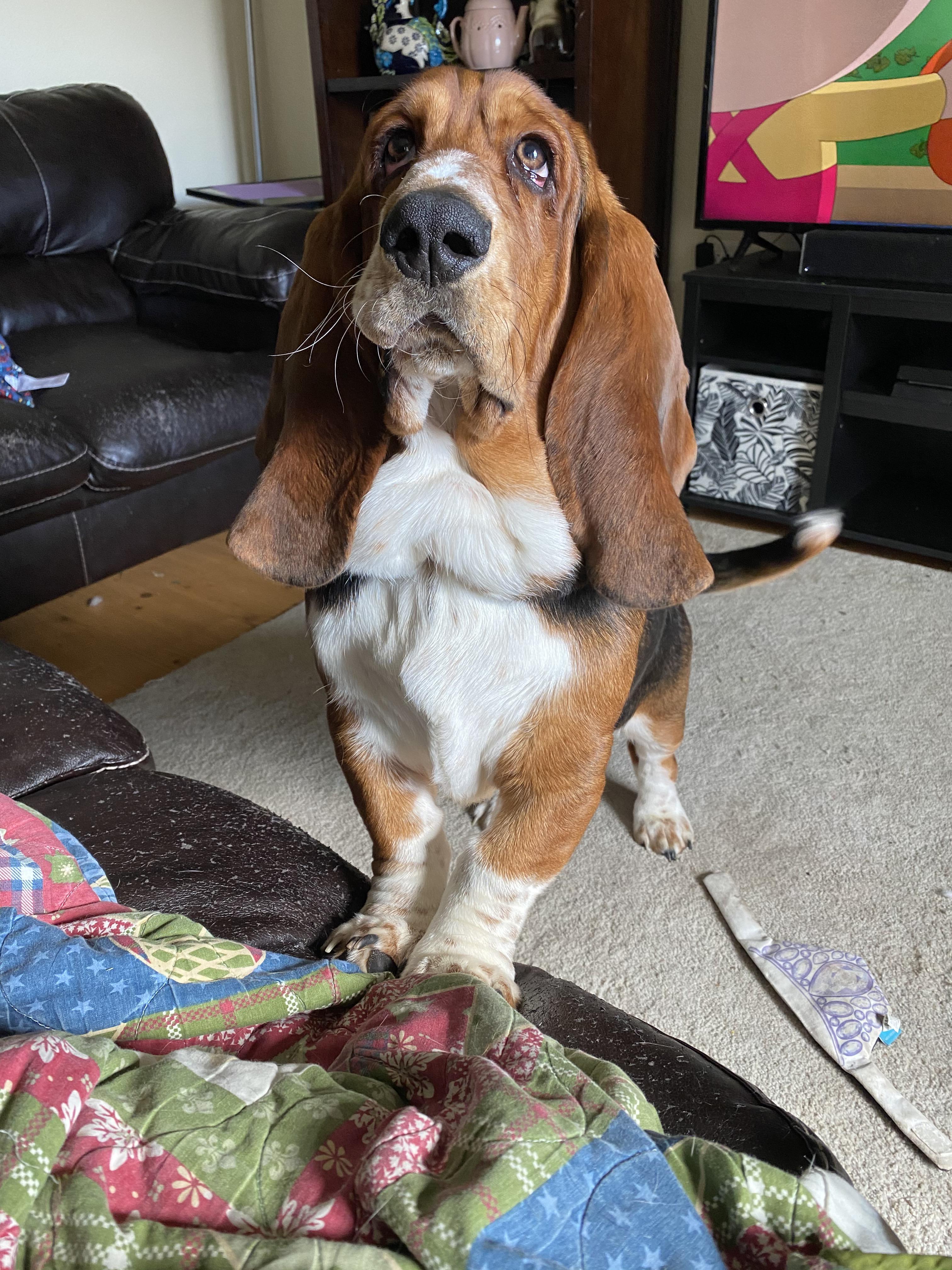 I love a good basset neck roll | Scrolller