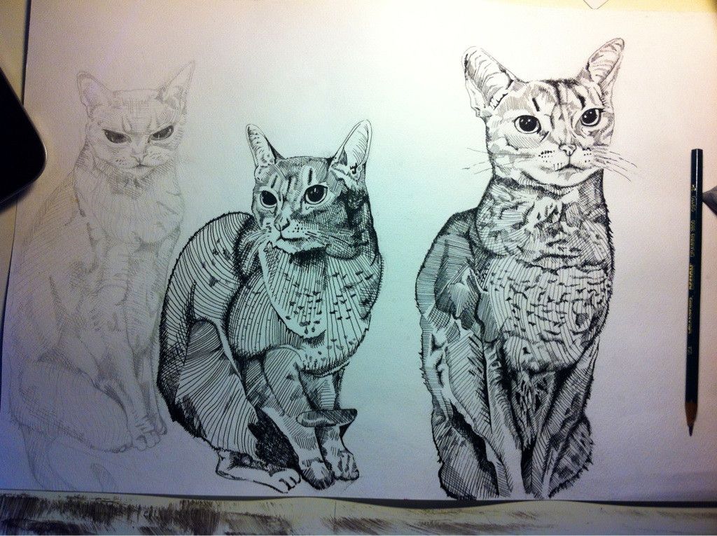 Idap of cat (3rd cat in progress) | Scrolller