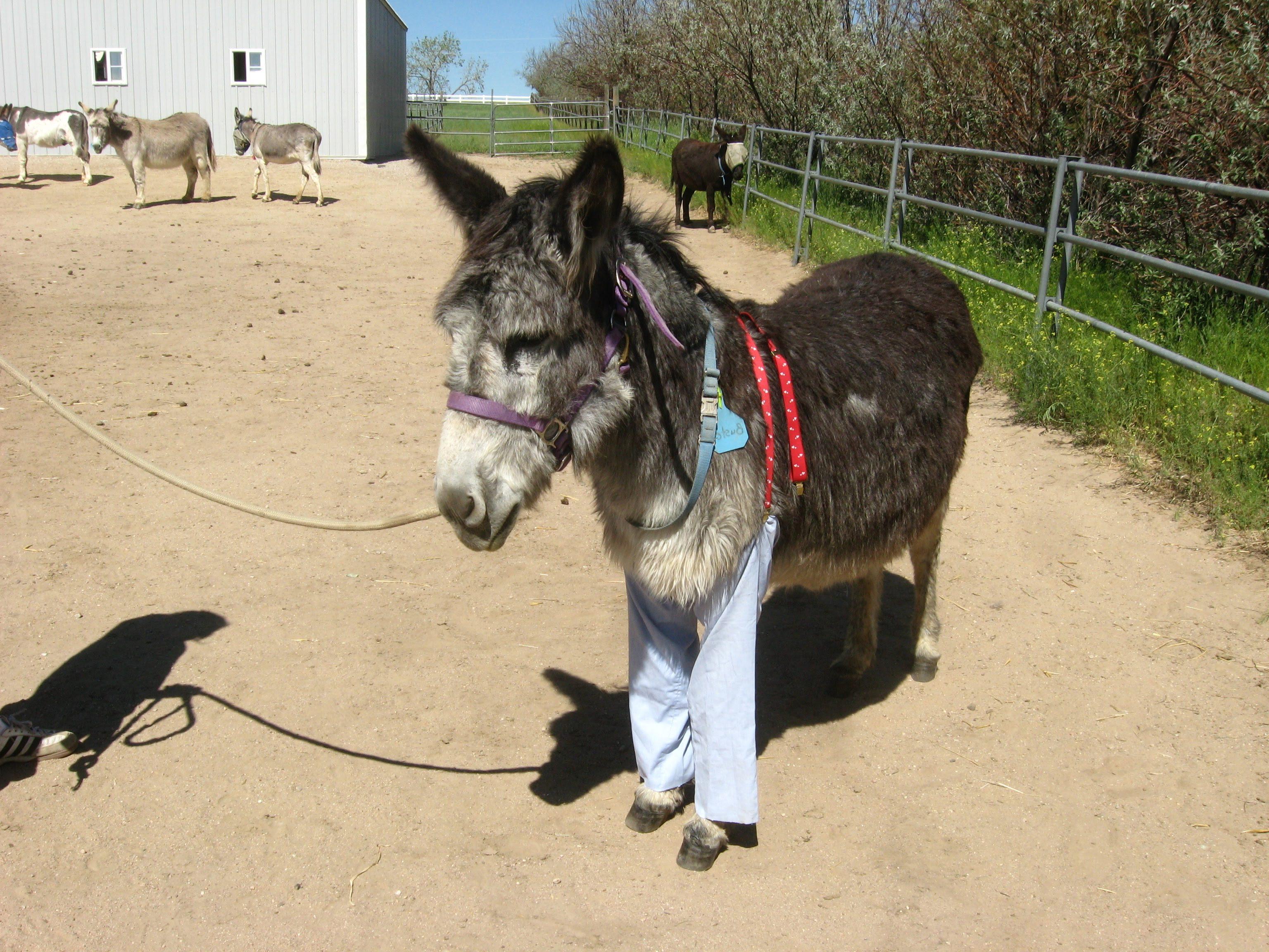 If a donkey wore pants would he wear them like this? Scrolller
