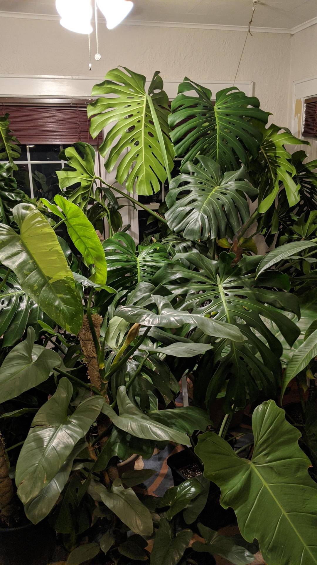 Indoor jungle! | Scrolller