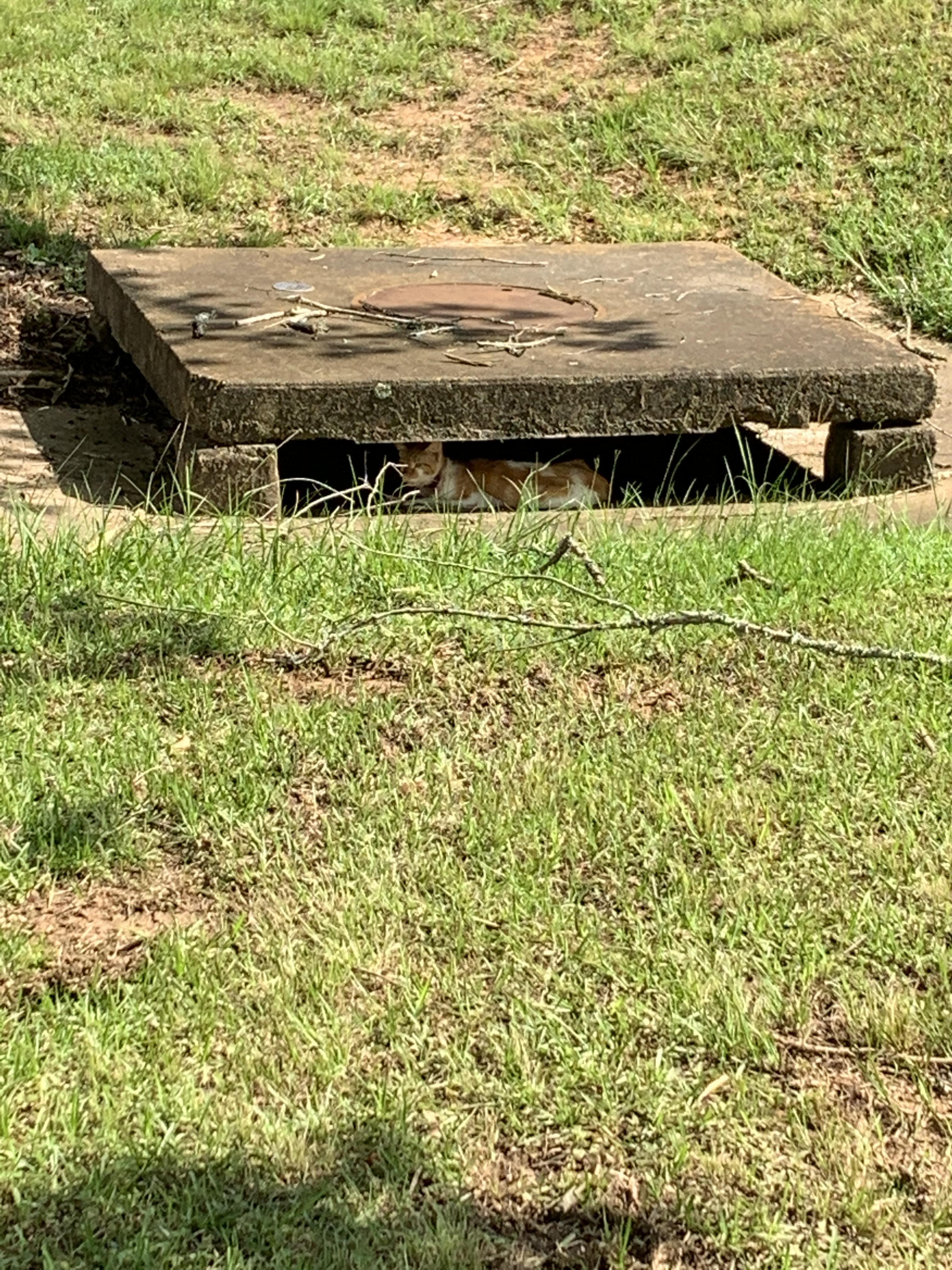 Injured Stray Cat At Medal Of Honor Park Scrolller injured-stray-cat-at-medal-of-honor-park-scrolller