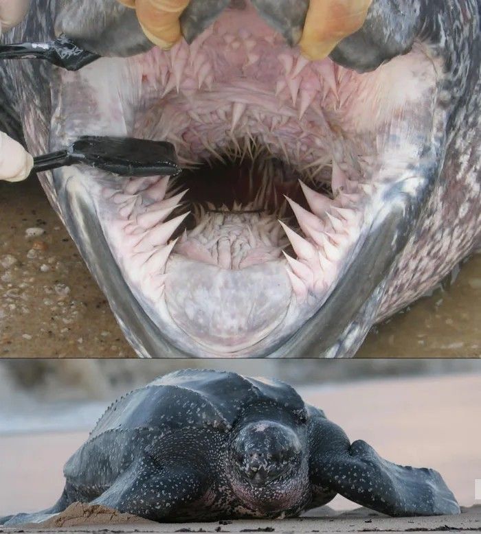 Inside the mouth of a leatherback turtle | Scrolller