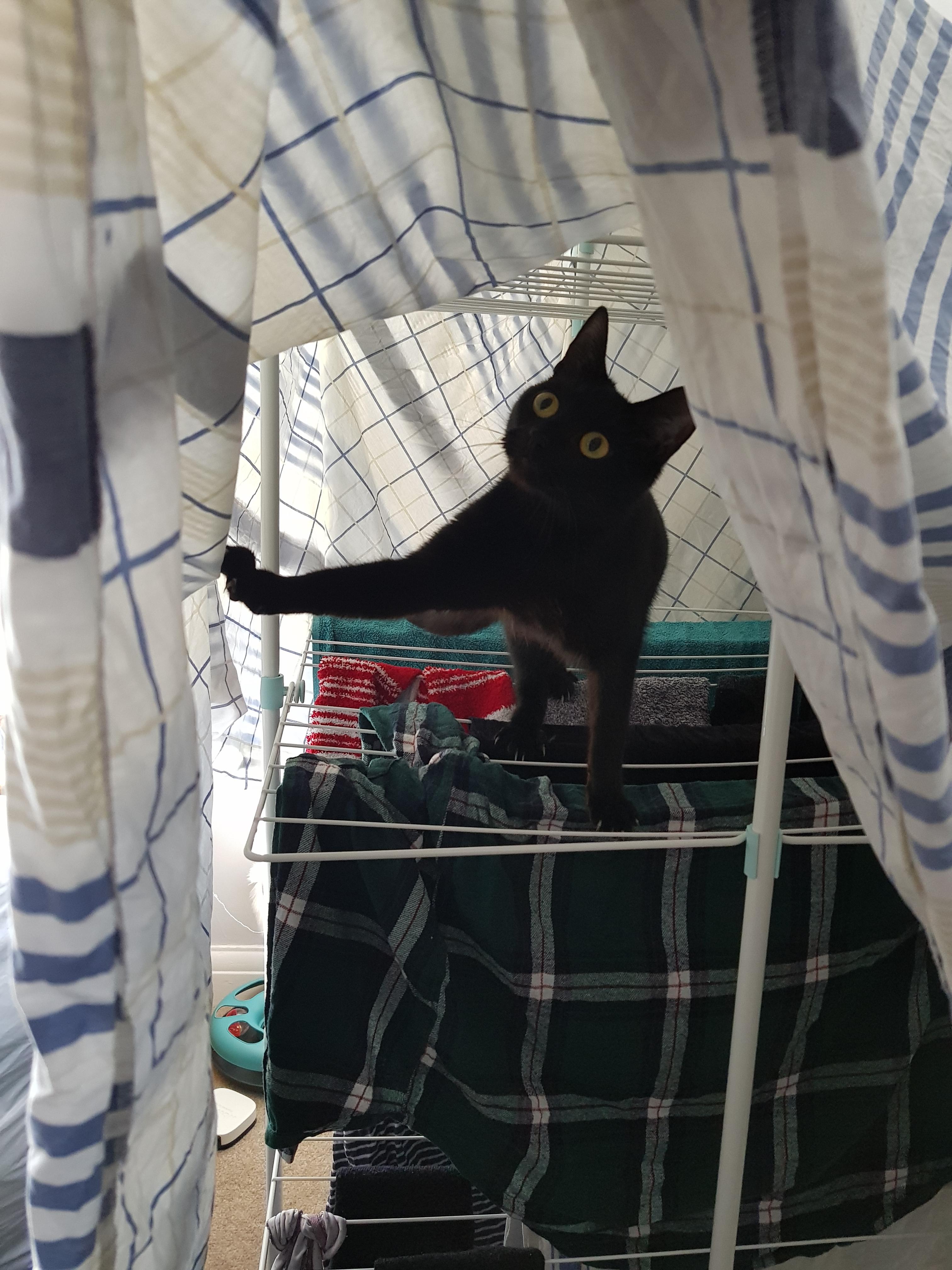 Interesting New Tree Scrolller