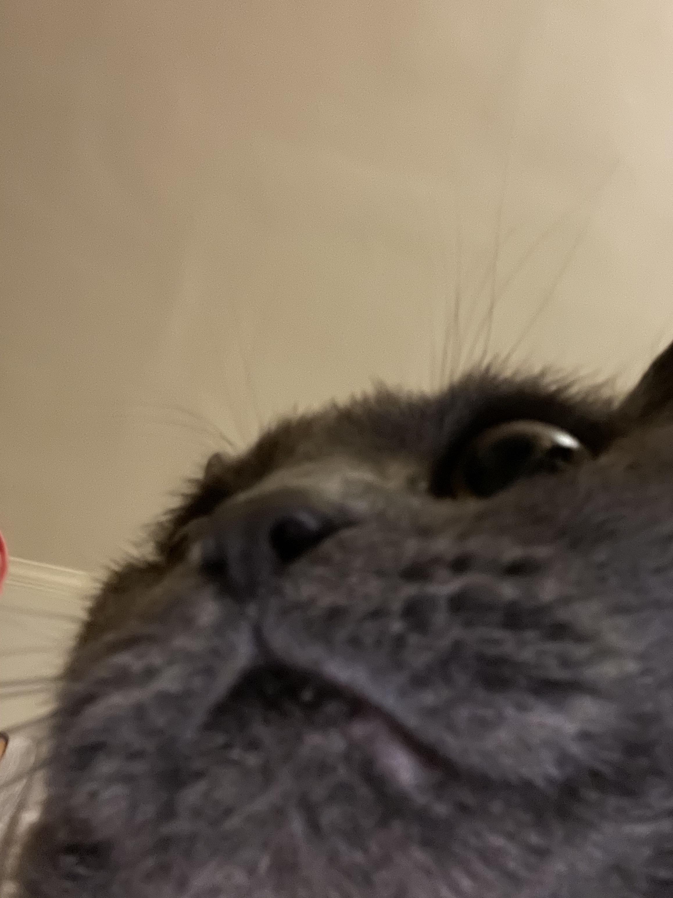  is my microphone working scrolller