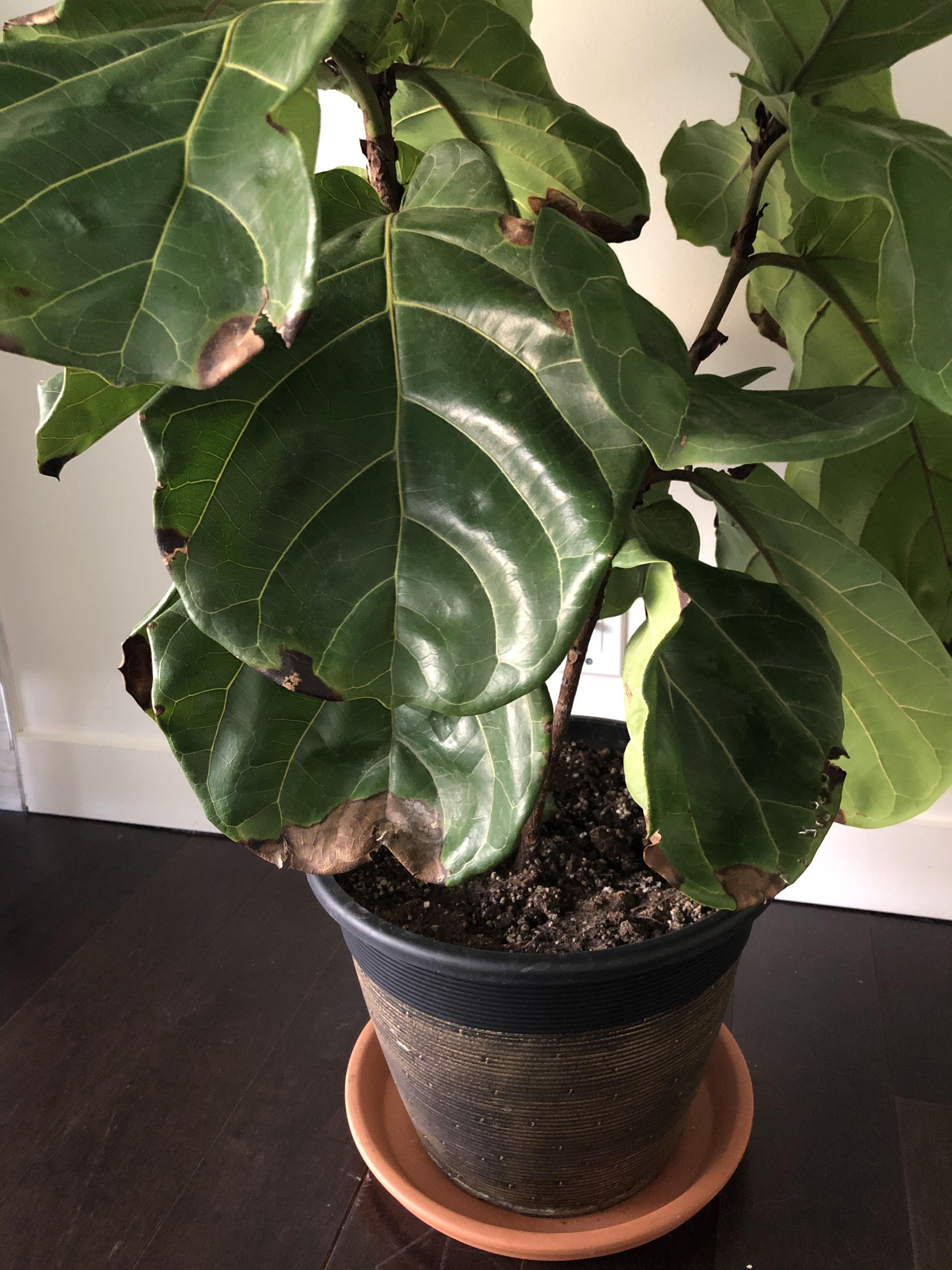 Is My MonthOld Fig Tree Dying? Dark Spots on Leaves and Ends Drying Up
