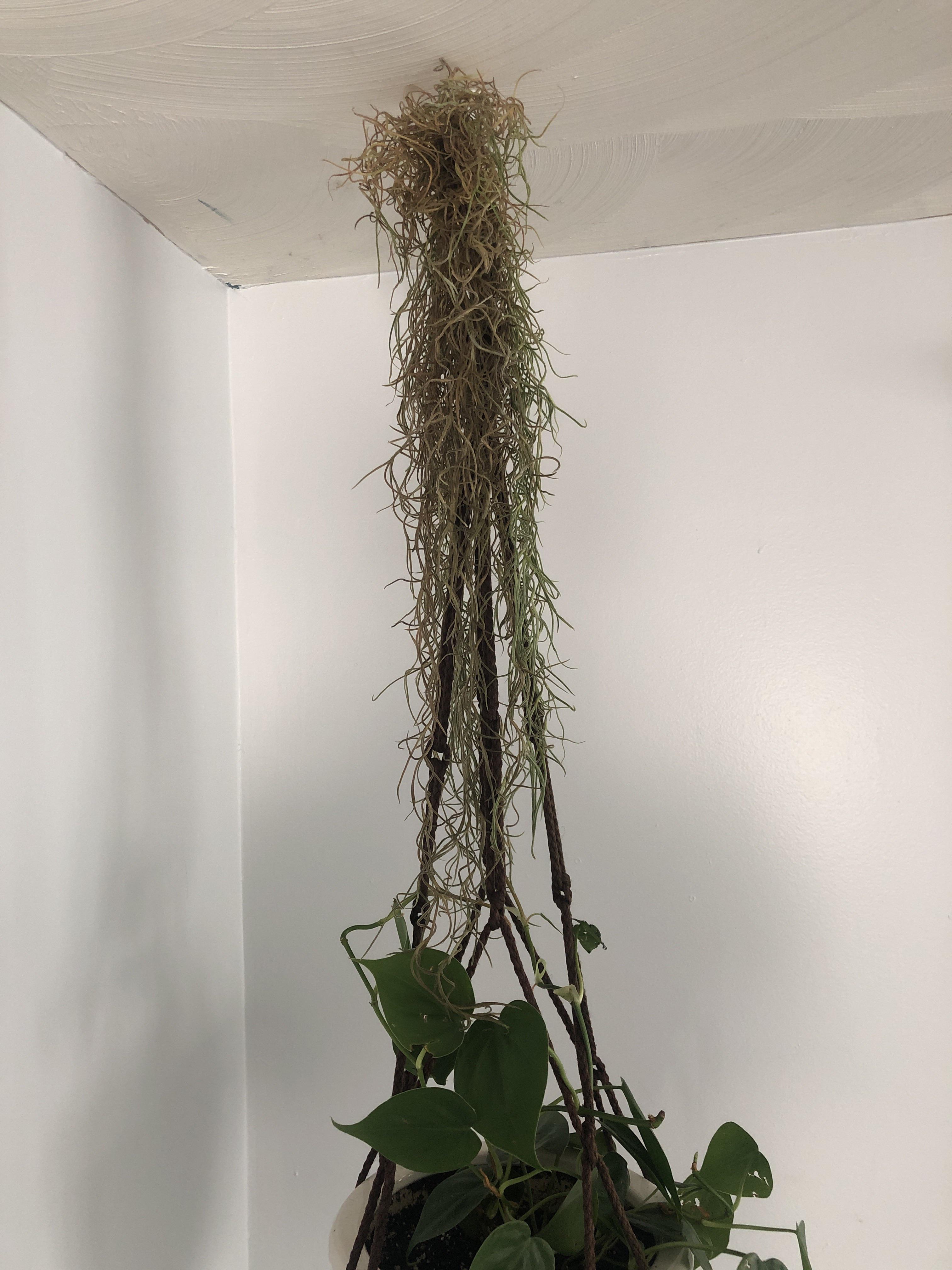 Is my Spanish moss dead? Scrolller