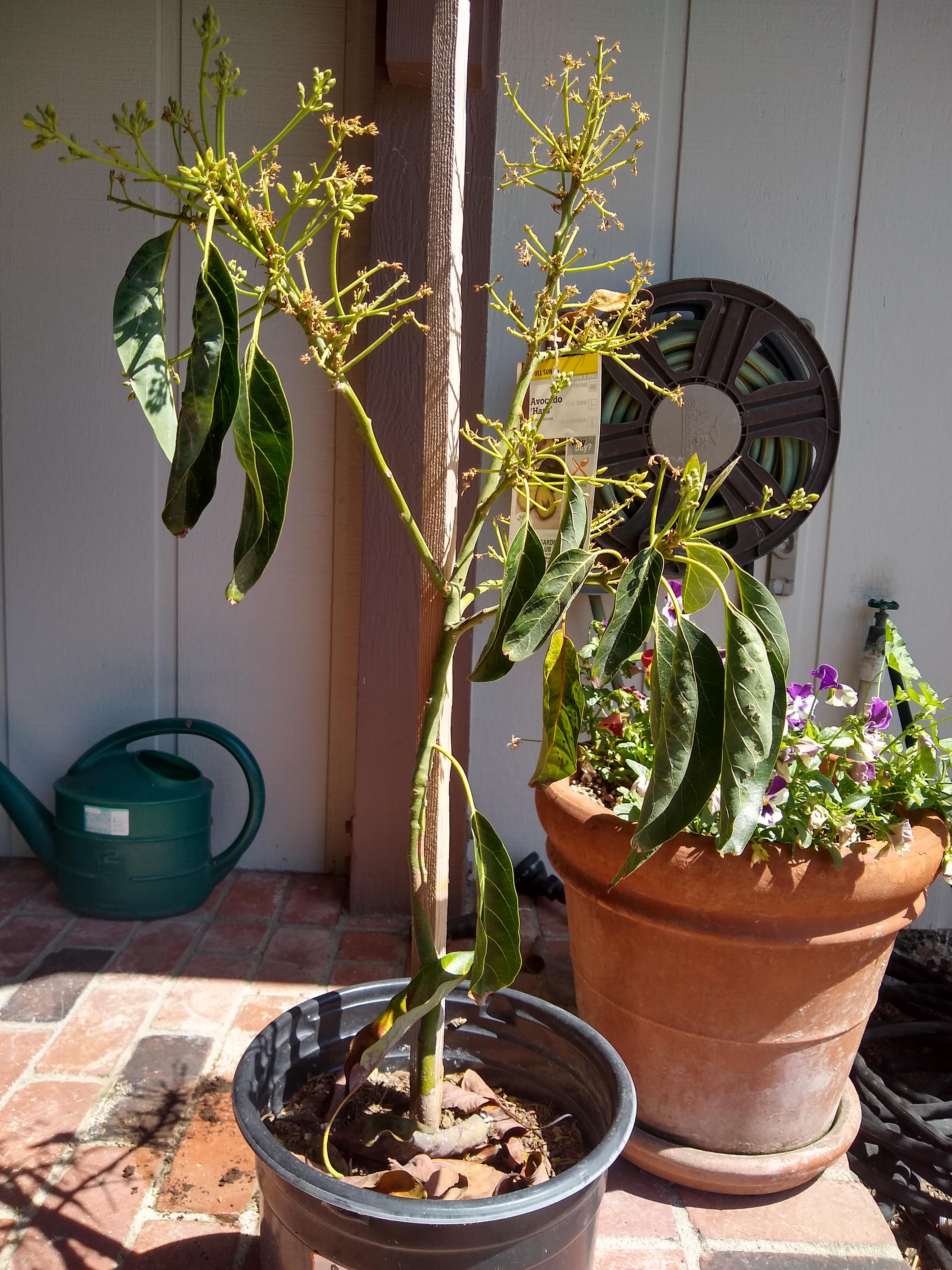 Is there hope? My baby Haas Avocado tree from Home Depot arrived 3