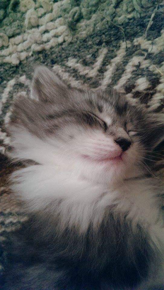 Isnt this the cutest kitten youll ever see? | Scrolller