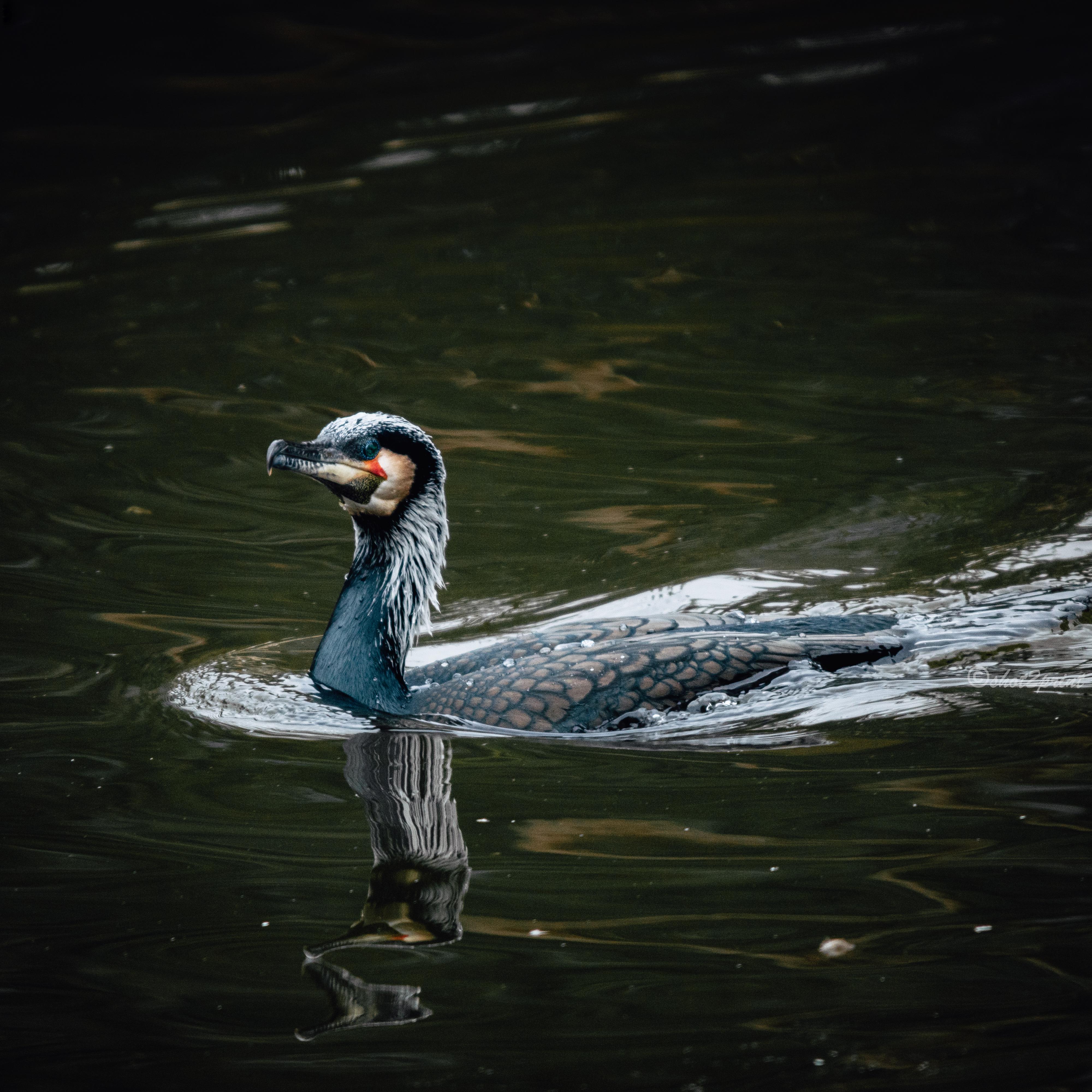 ITAP of a scary looking bird | Scrolller