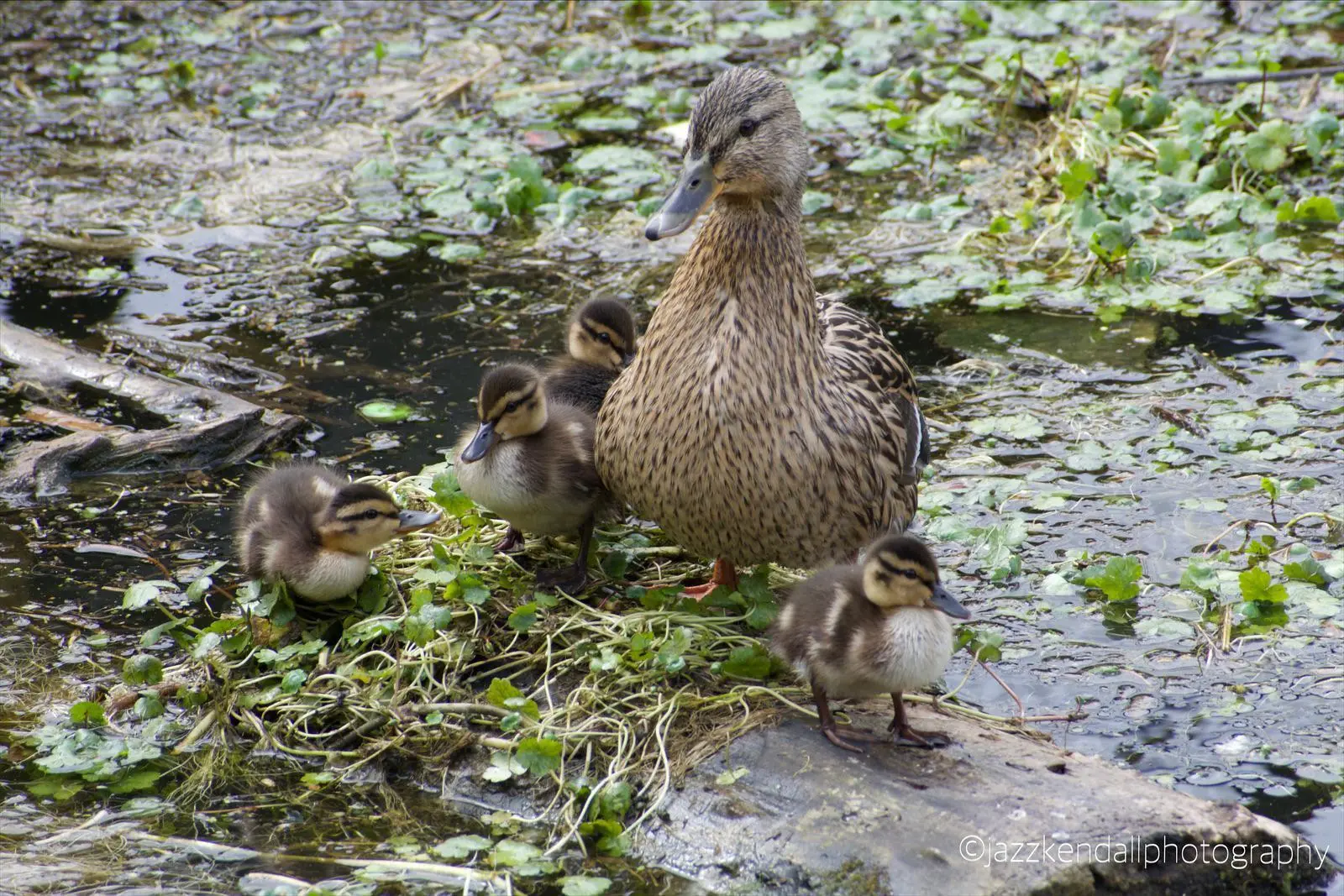 ITAP Of Mummy Duck And Her Ducklings | Scrolller