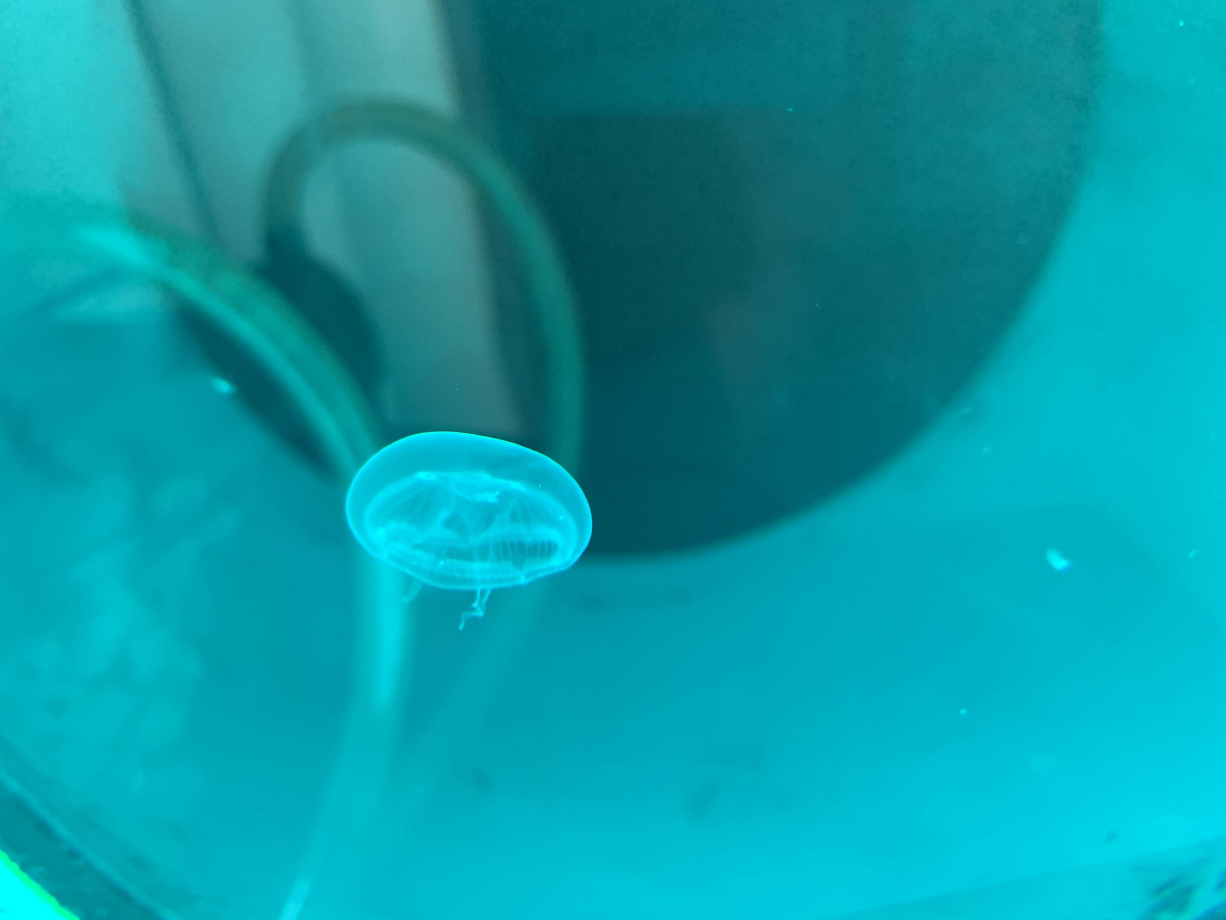 Jellyfish can regrow their stomach — Update Scrolller