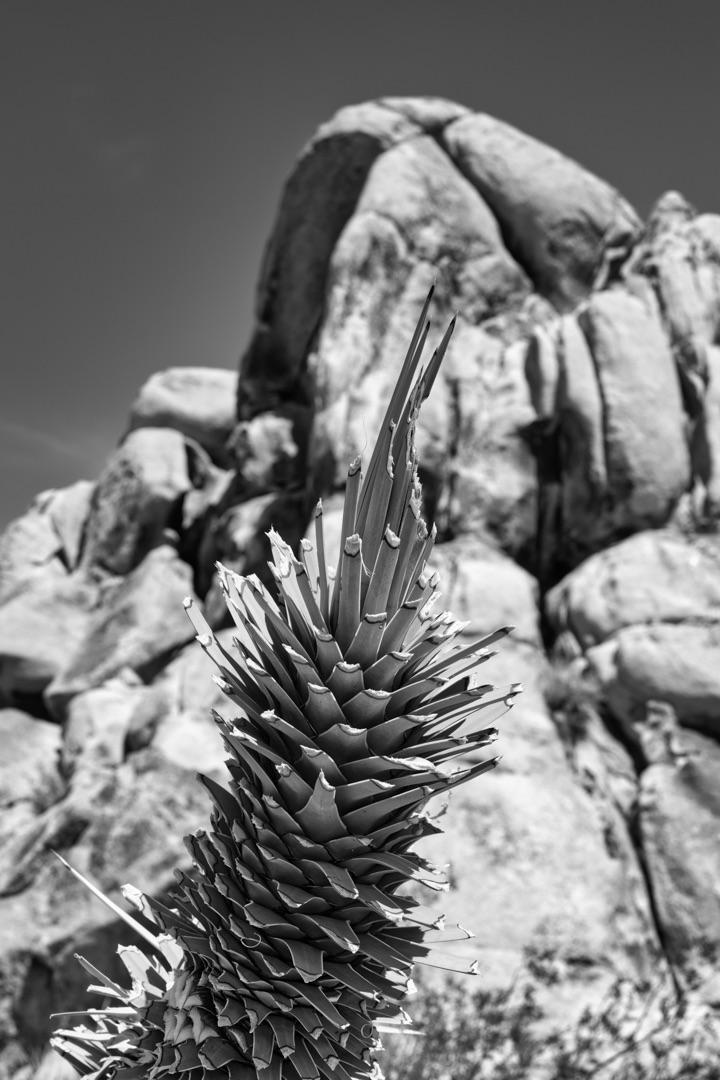 Joshua Tree Scrolller