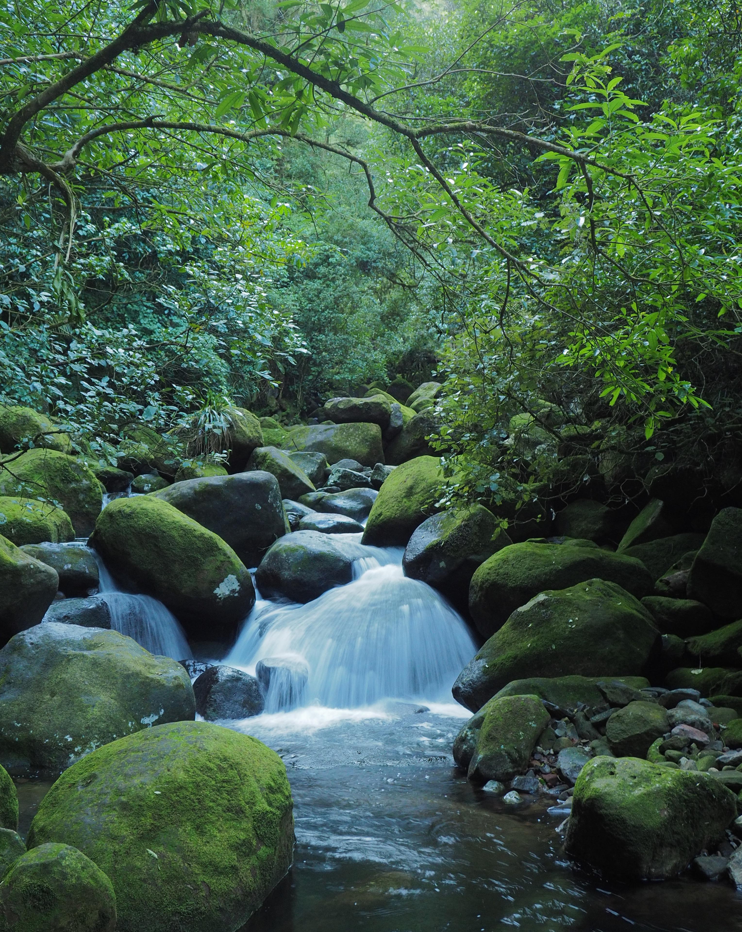 Kaimai Mamaku Forest Park, New Zealand [OC] [3057x3839] | Scrolller