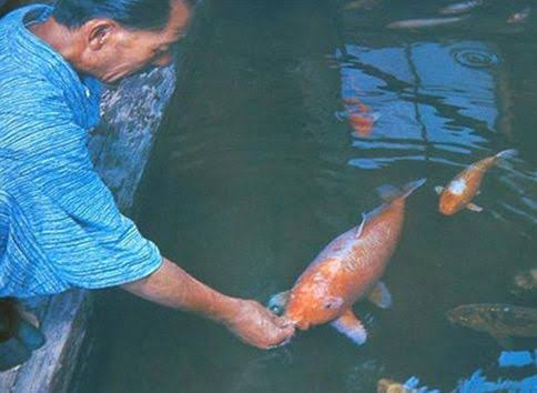 Hanako Fish Koi Hanako, the oldest Koi fish ever recorded. Born in Japan in 1751 ...