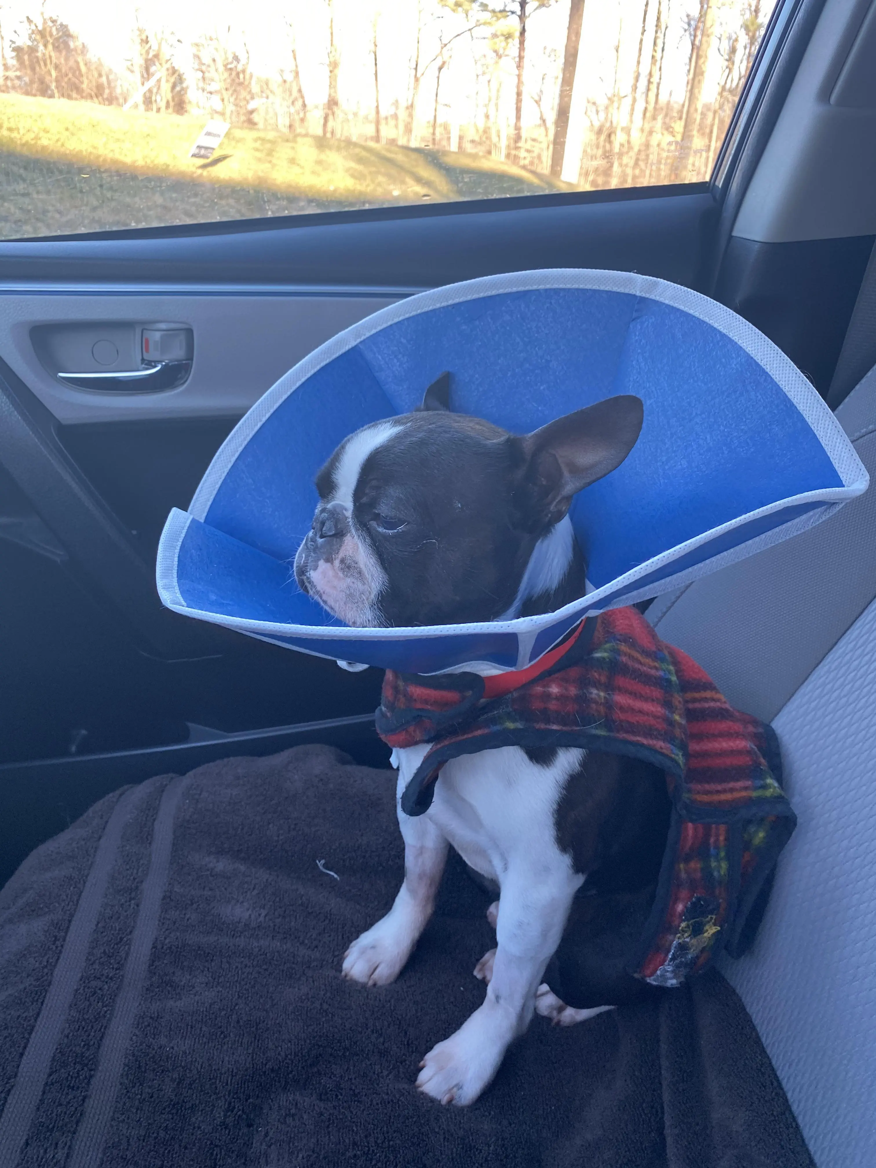 Little turd just cost me $4500 for emergency surgery because he doesn't know the difference between food and not food. Wish him a speedy recovery.
