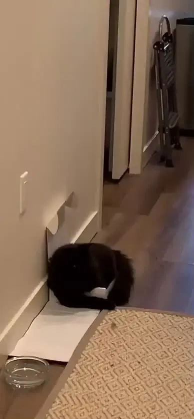 Living with a black cat