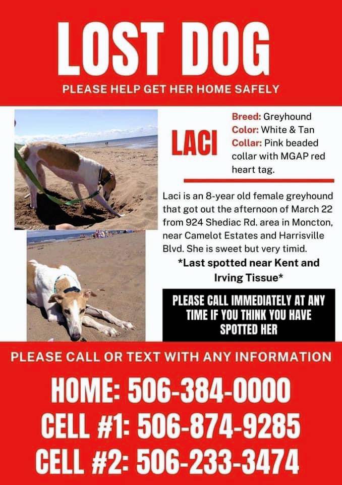 LOST GREYHOUND. Please help get Laci home! Scrolller