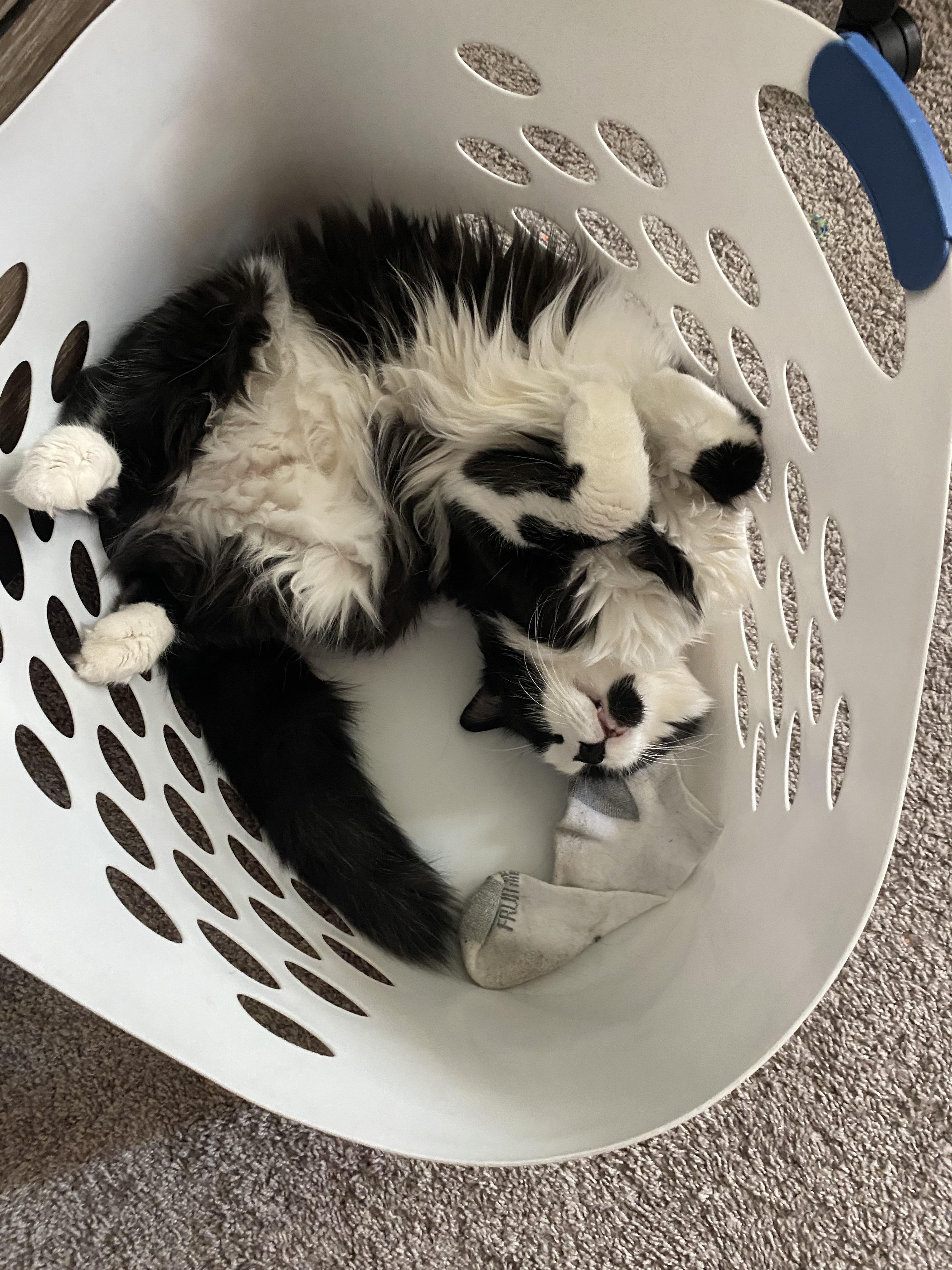 Love this cat. Had to surrender him to the shelter today. One of the