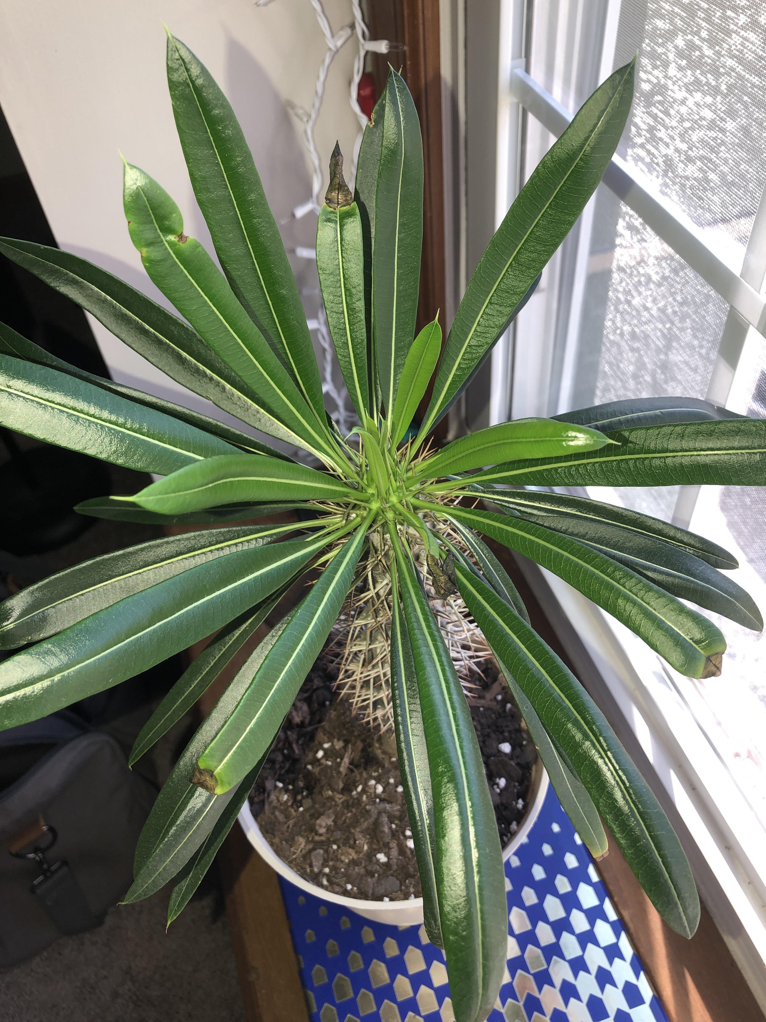 Madagascar palm tips of leaves turning black. Why? I water it when soil