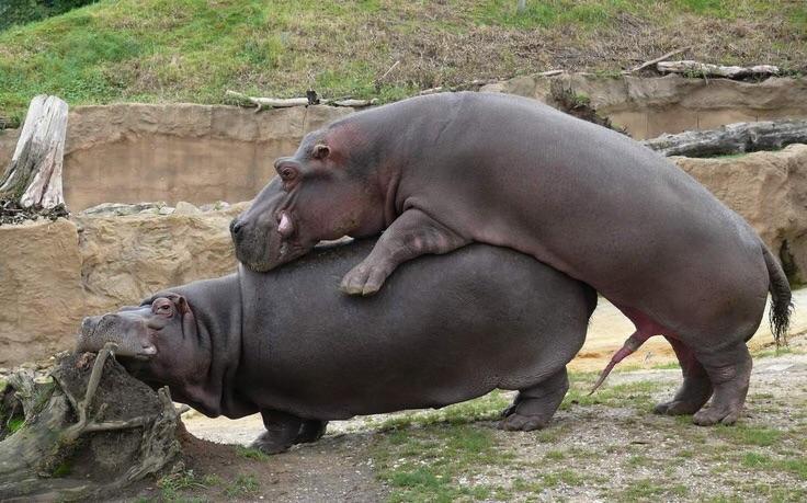 Male hippos have a mating ritual in which they spray urine and feces near  the female while making honking noises. Occasionally the female will  reciprocate with a poo-spray of her own. They
