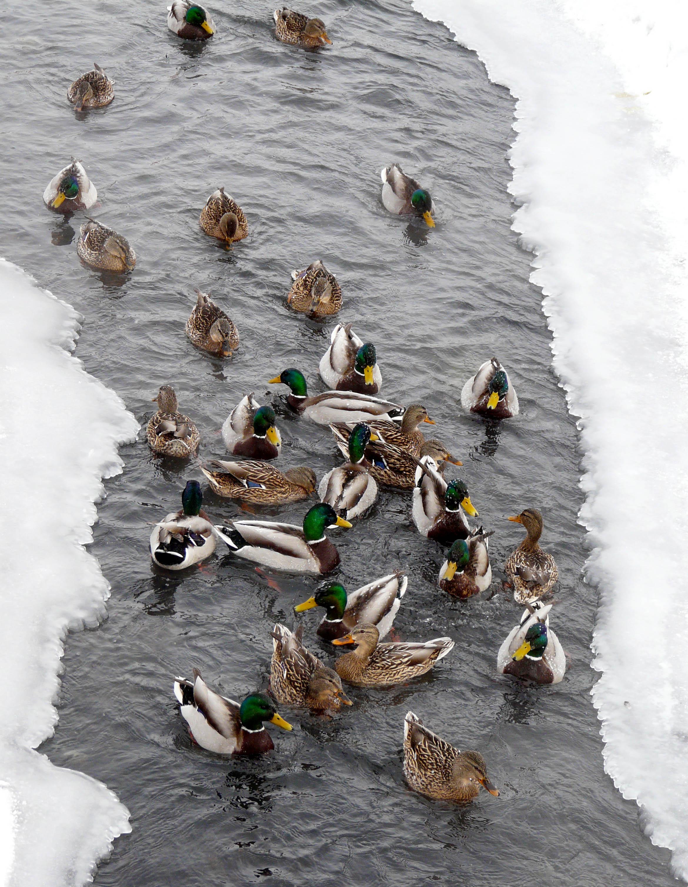 Mallard duck on a nonfreezing ice hole in January. Krasnoyarsk, Russia