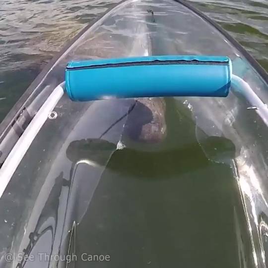 🔥 Manatees turn their whole body to get a better look at something