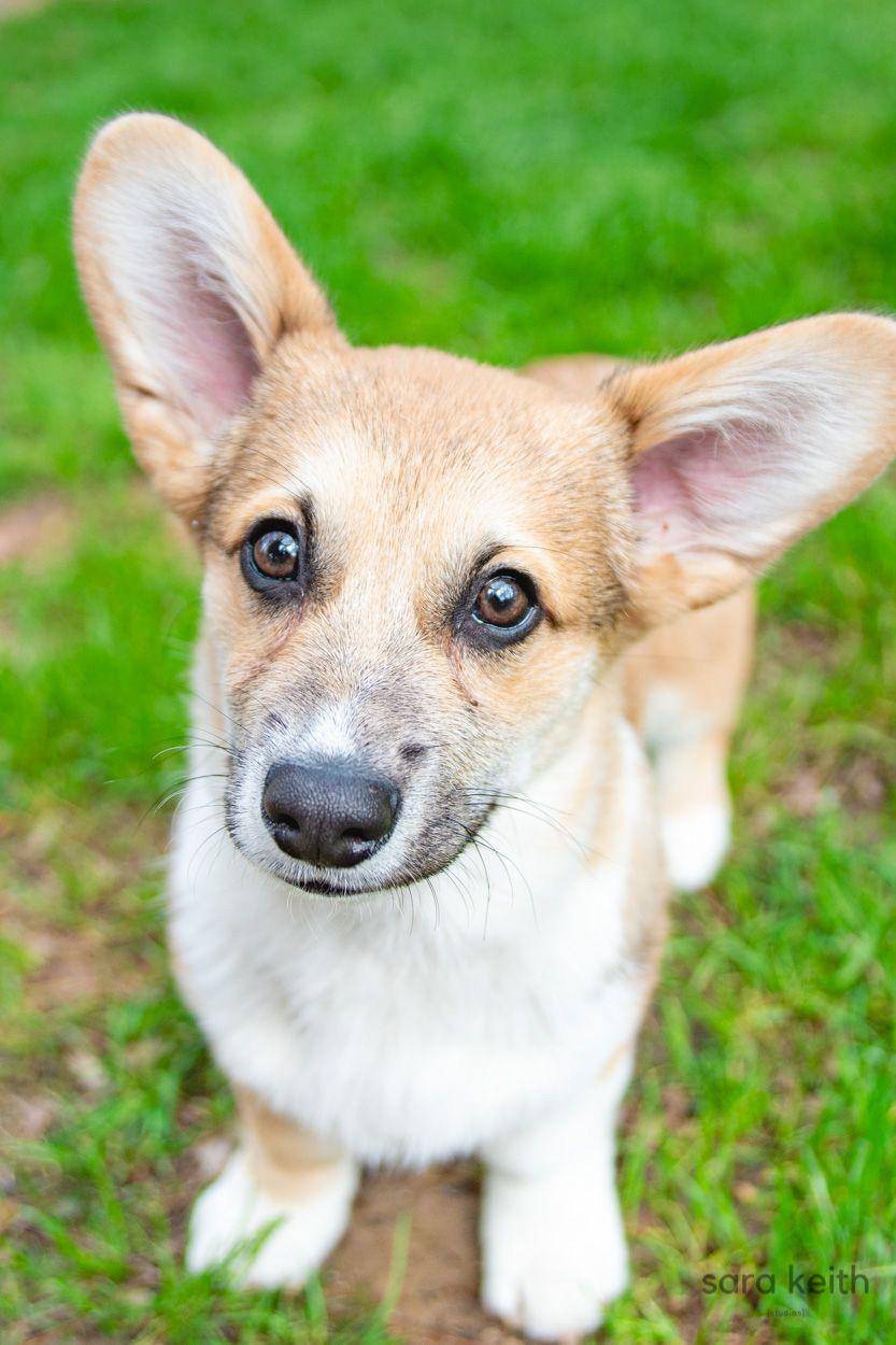 Meet Chips! He has a brother named Queso. | Scrolller