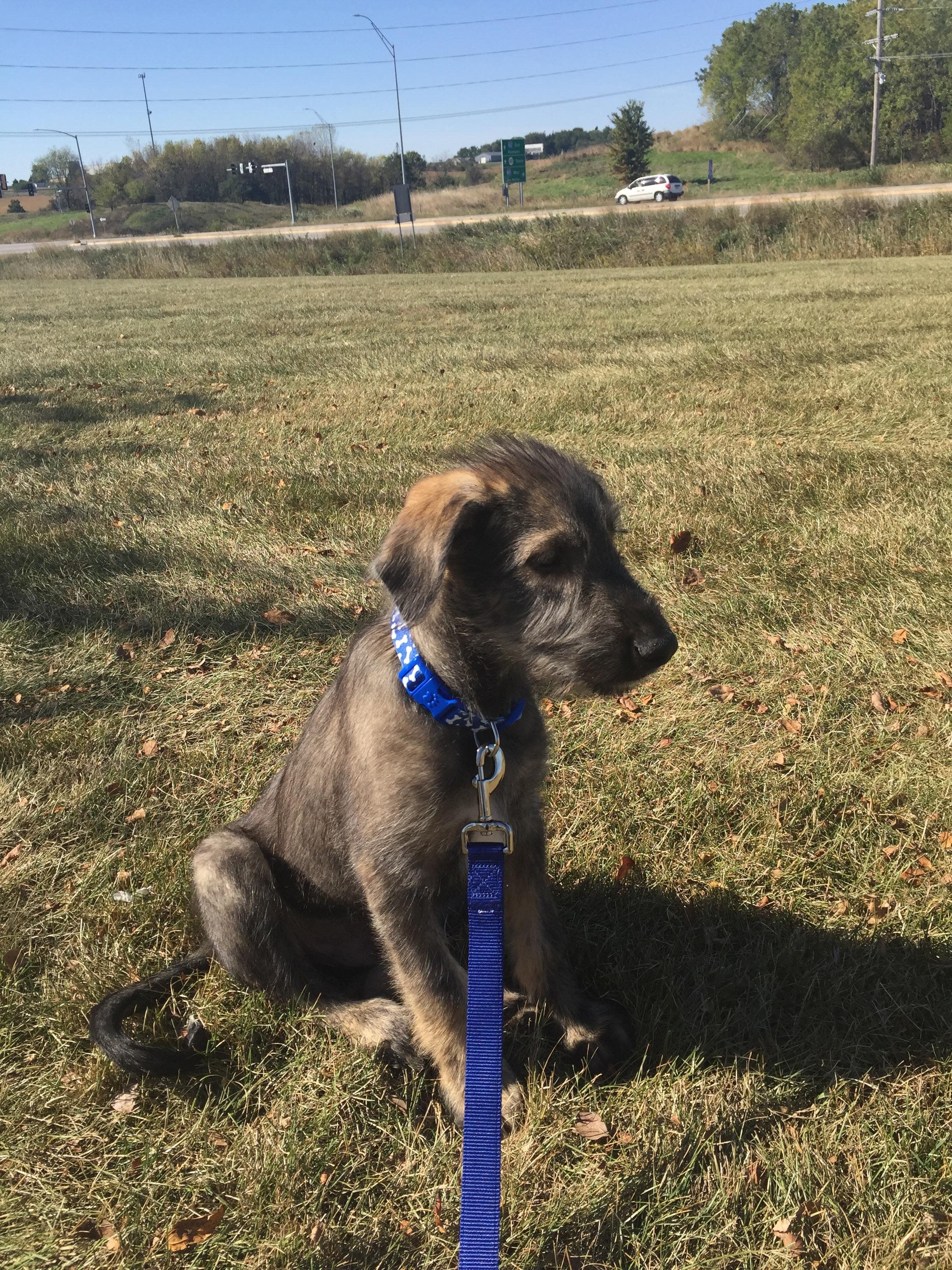 Meet Grohl - Our New Irish Wolfhound Pup | Scrolller